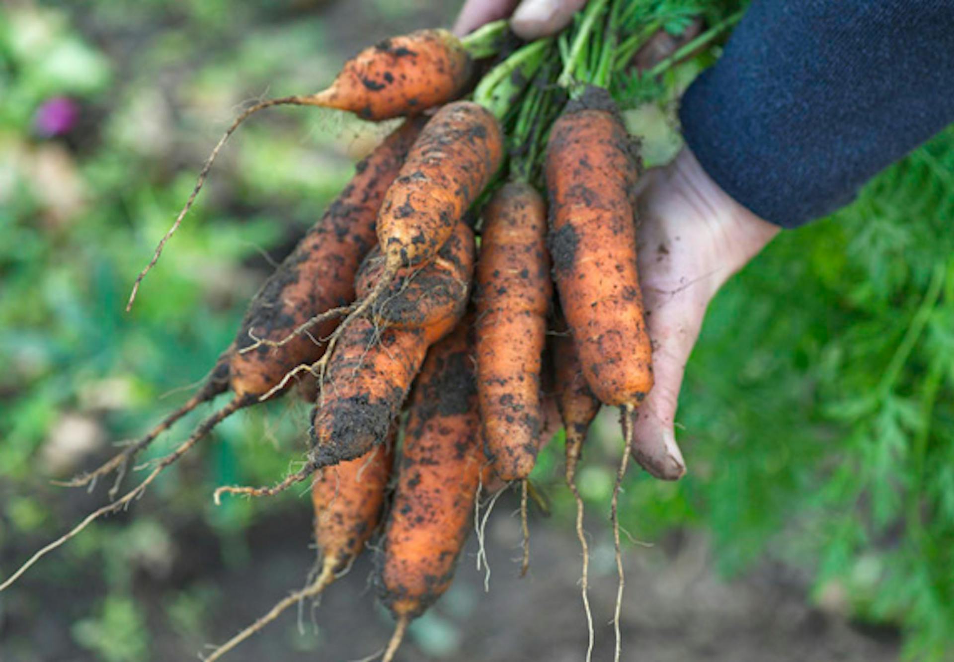 Valaki répát szed.
