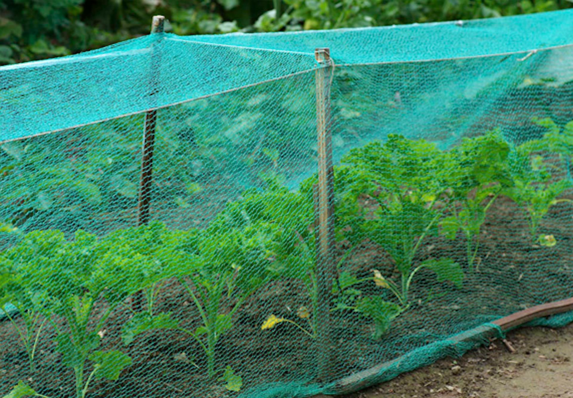 Zöldség felett kifeszített háló a viráglegyek elleni védekezés érdekében.