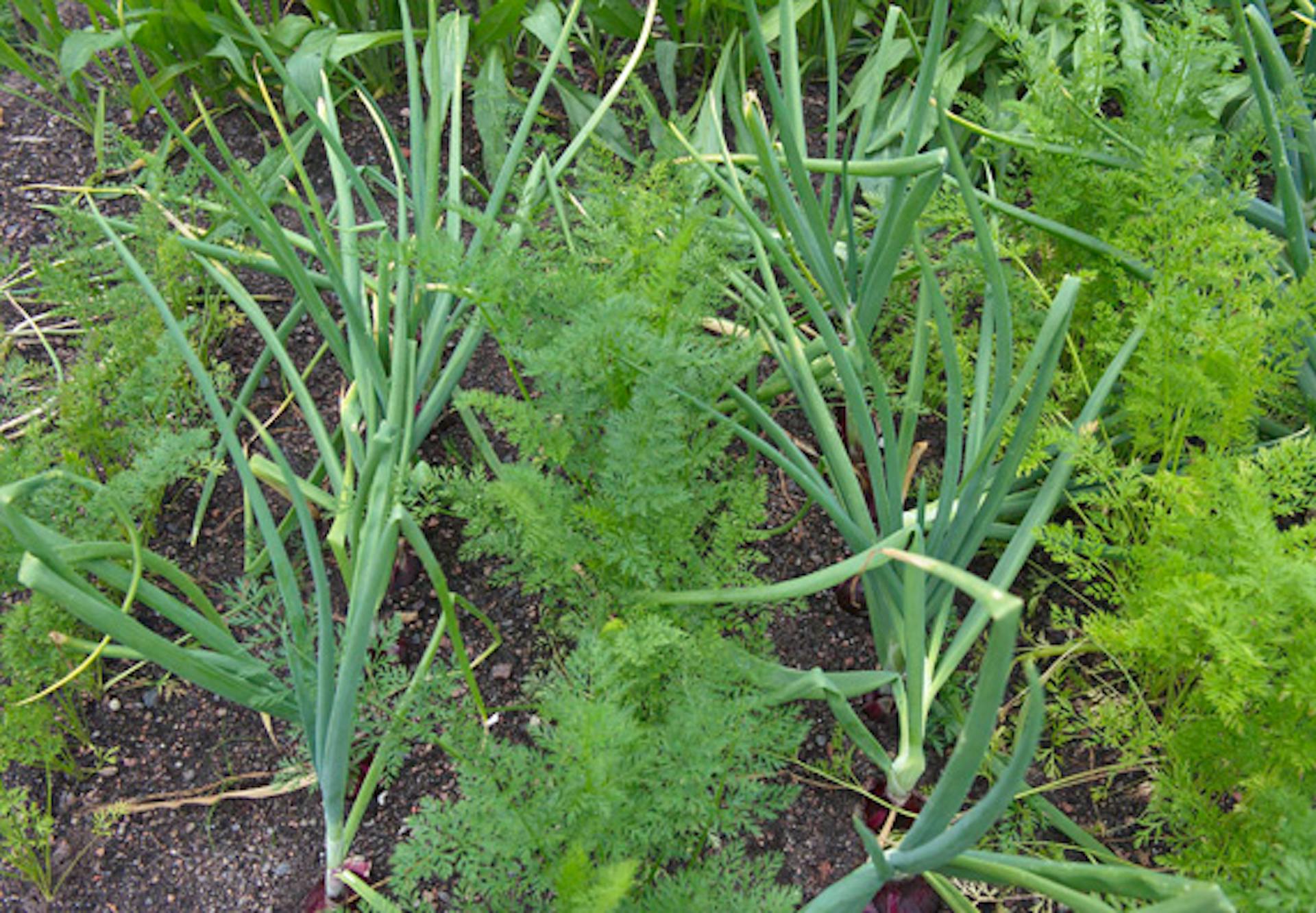Különböző zöldségek egy ágyásban.