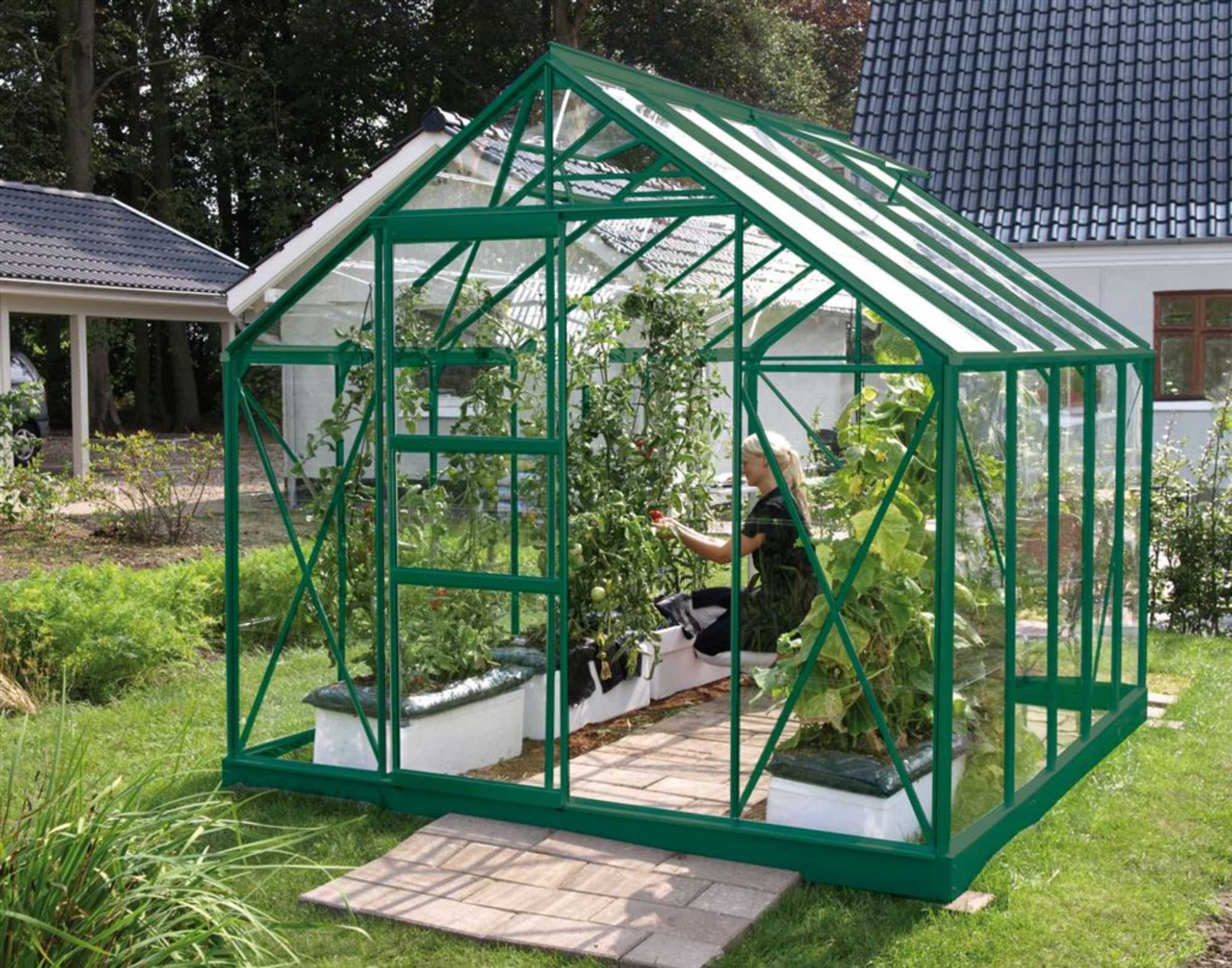 Egy ember paradicsomot szüretel egy üvegházban.