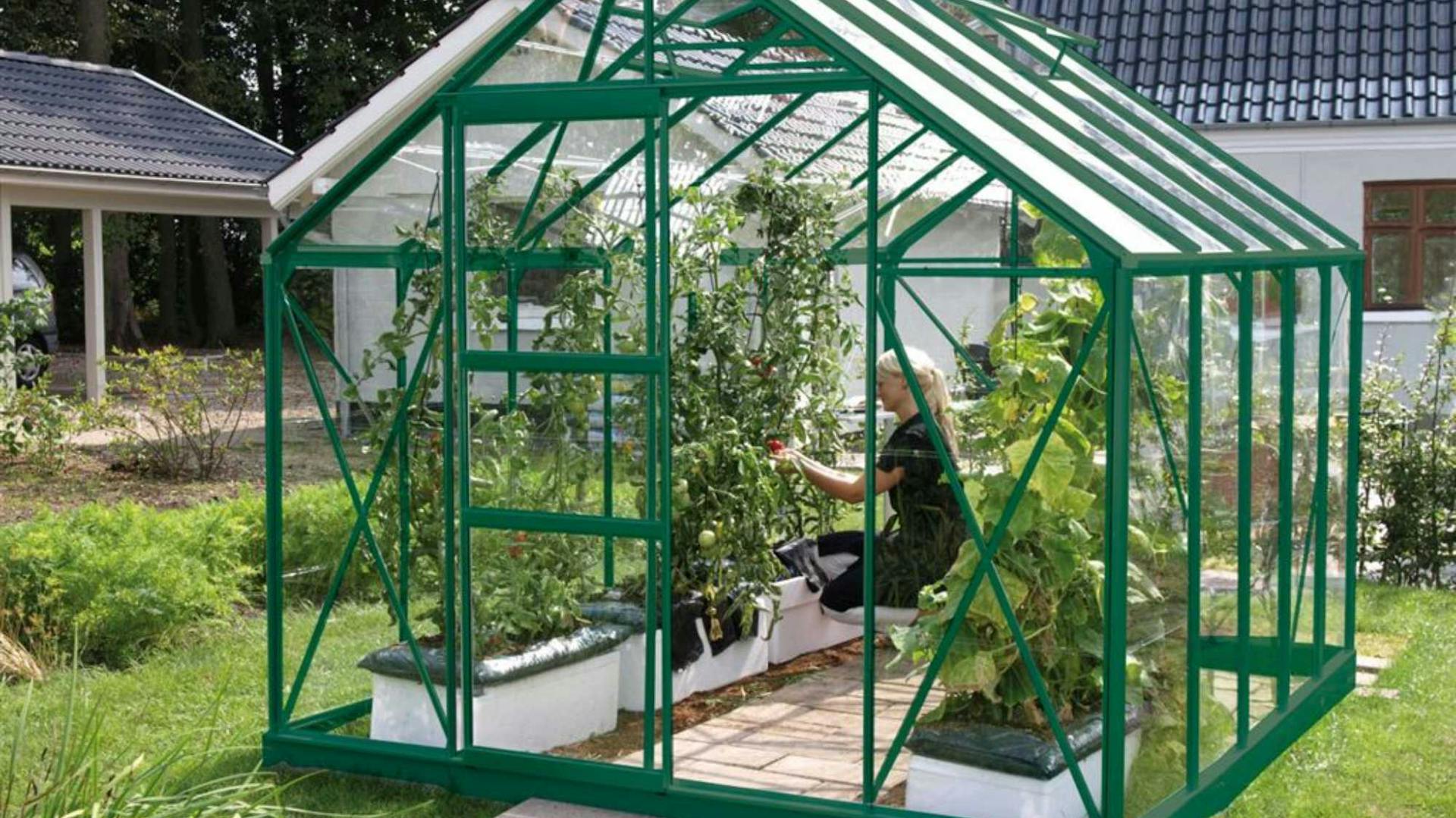 Egy ember paradicsomot szüretel egy üvegházban.