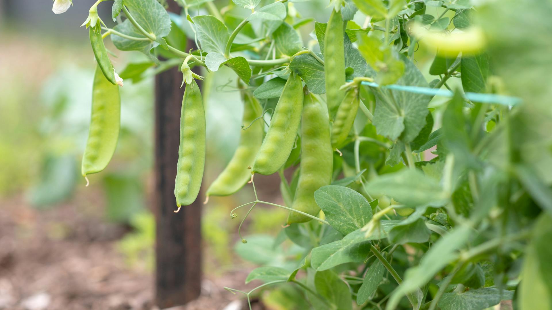 Cukorborsó egy ágyásban