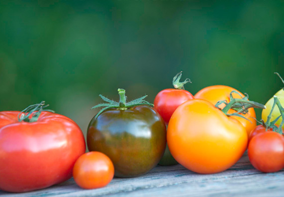 Különböző paradicsomfajták