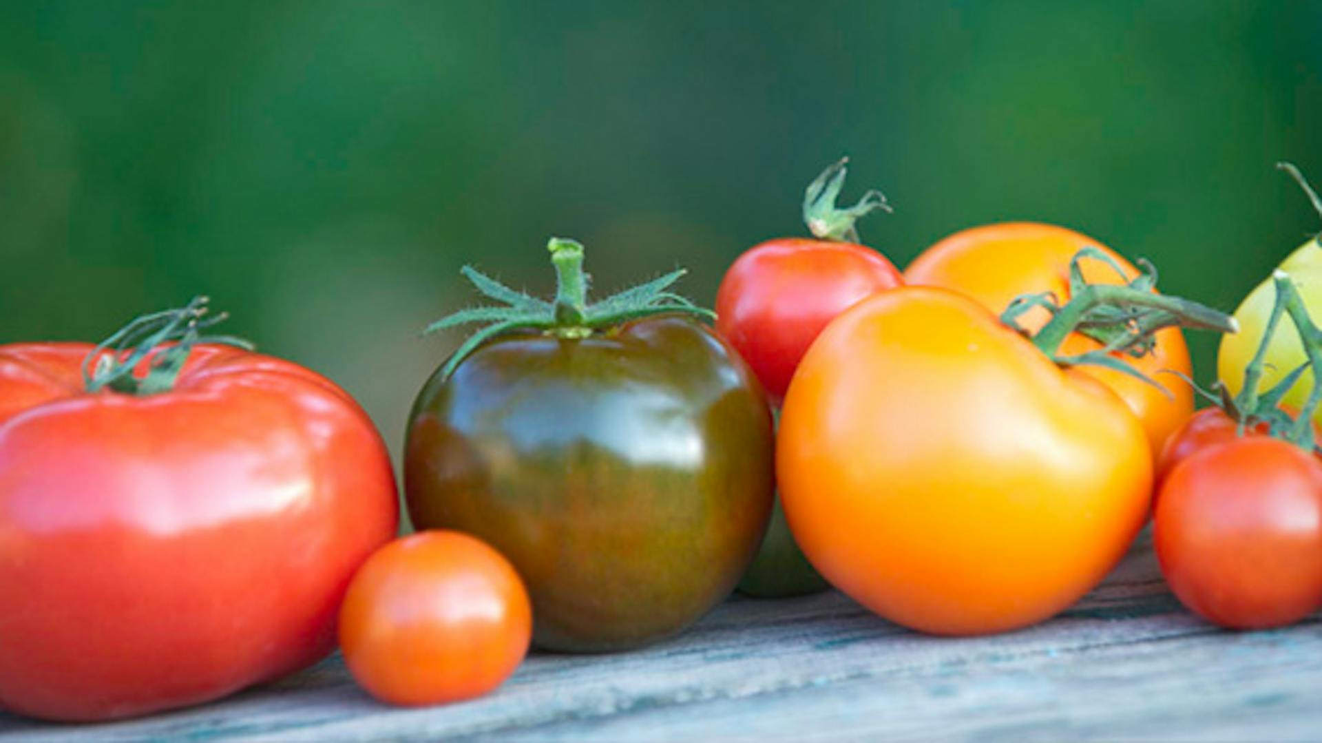 Különböző paradicsomfajták