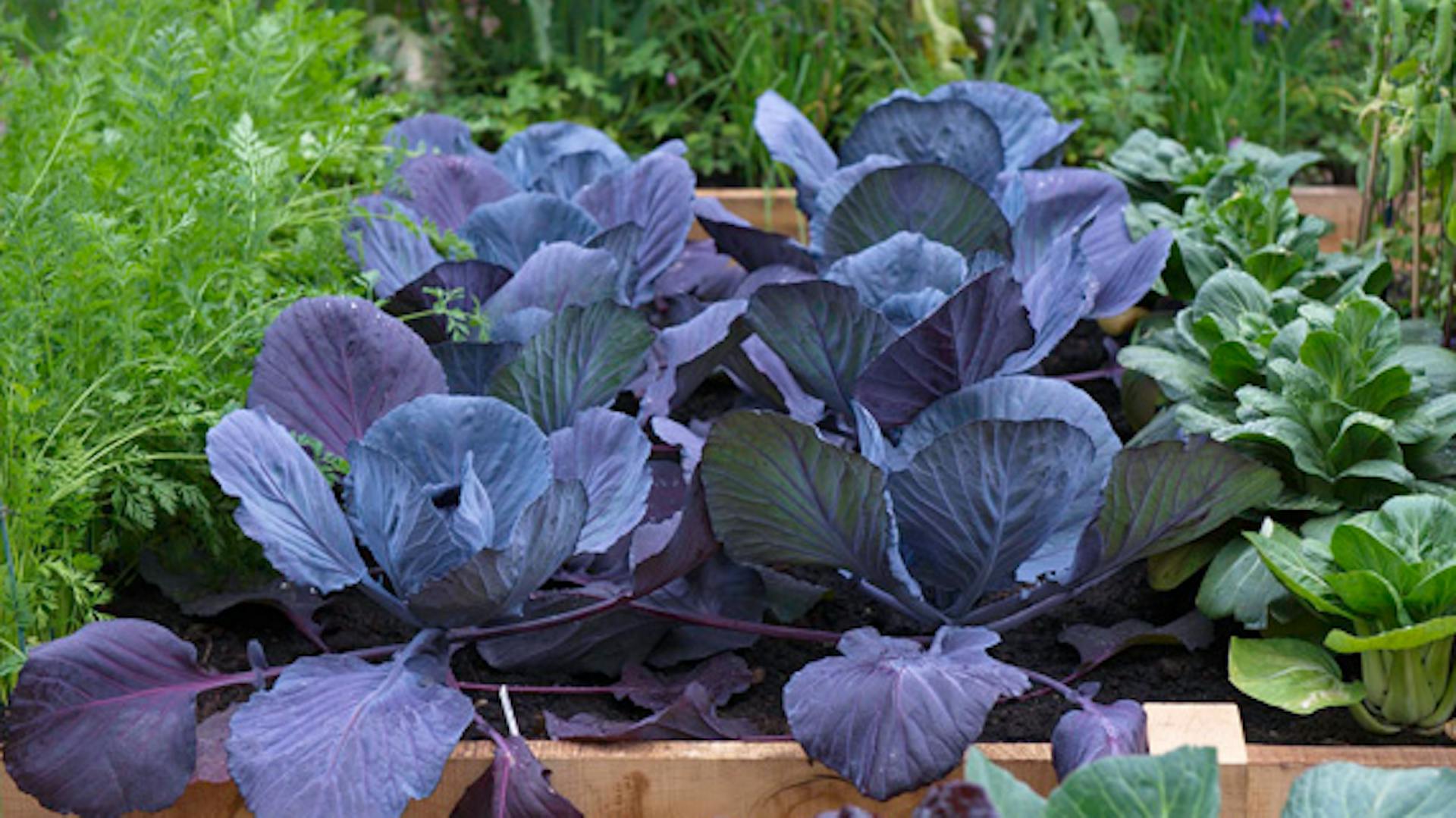 Vöröskáposzta magaságyásban