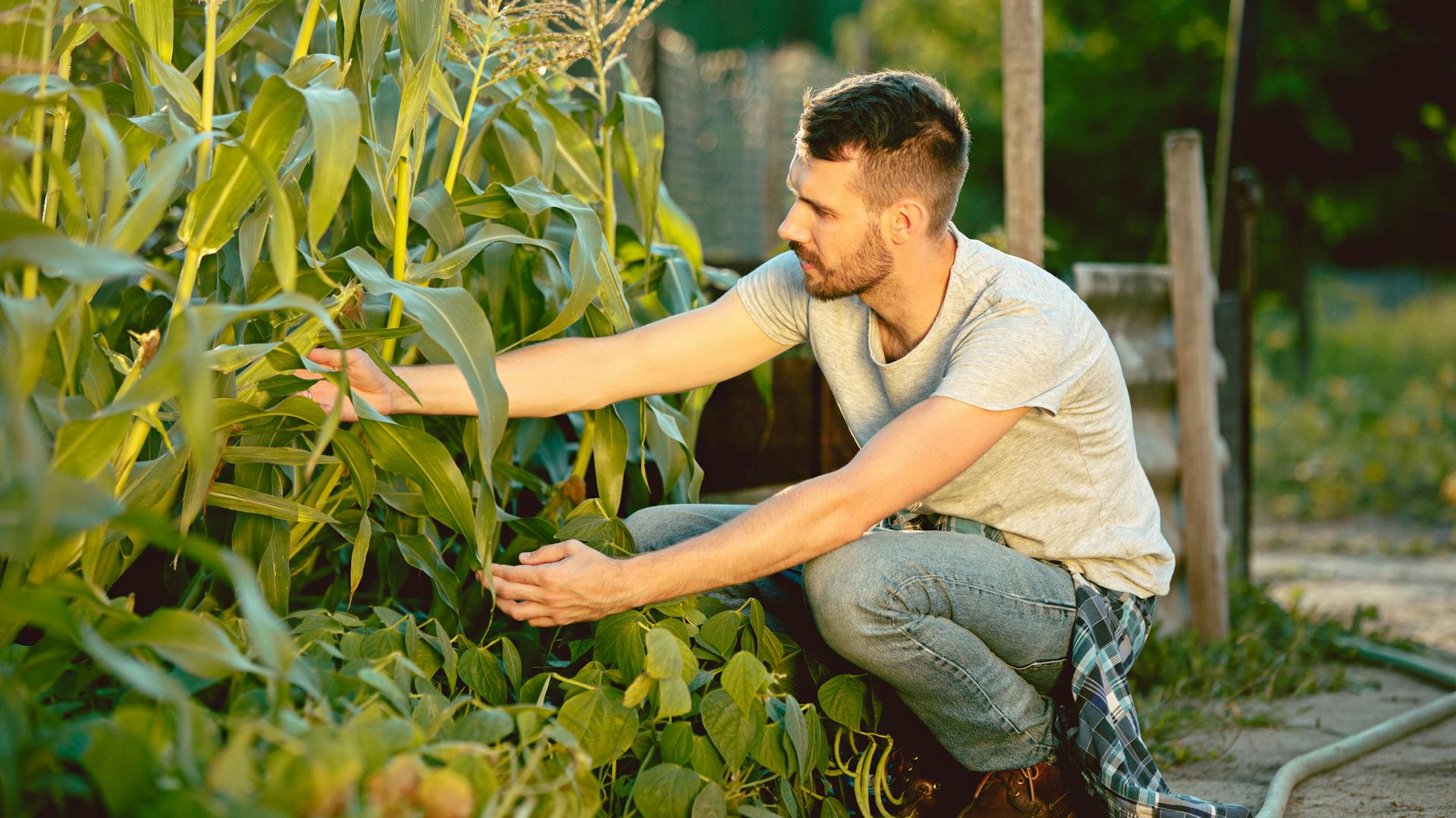 Egy ember kukoricát gondoz egy konyhakertben.