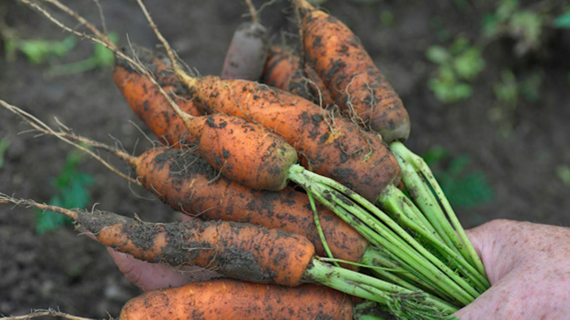 Frissen betakarított sárgarépa