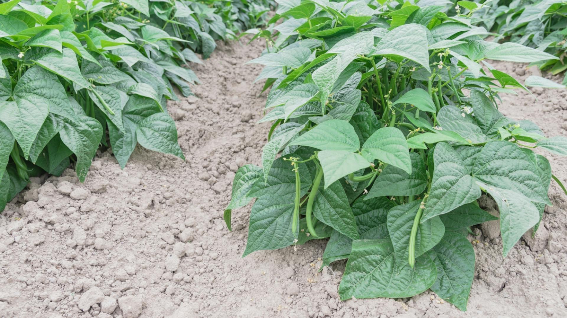 Reihe Buschbohnen im Beet.