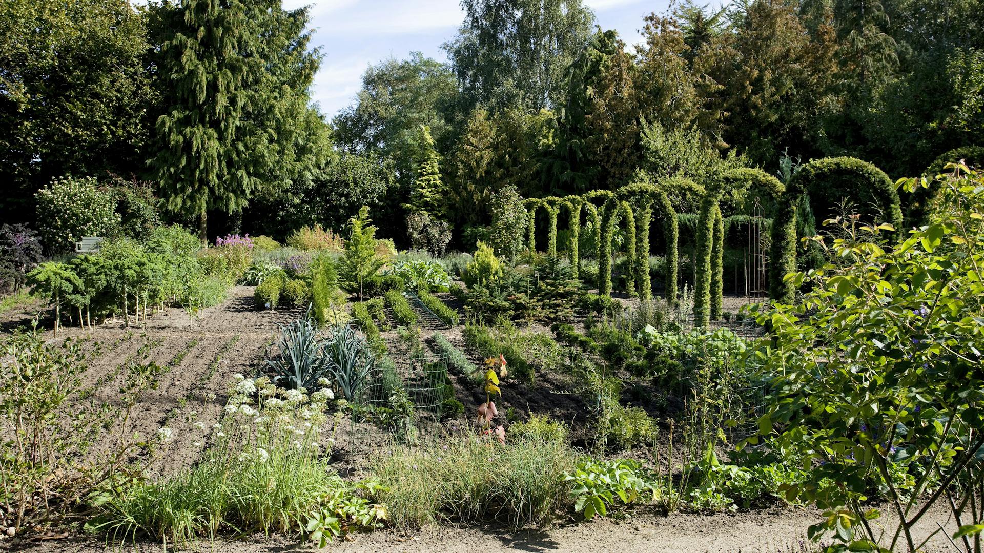 Beetreihen in einem Gemüsegarten