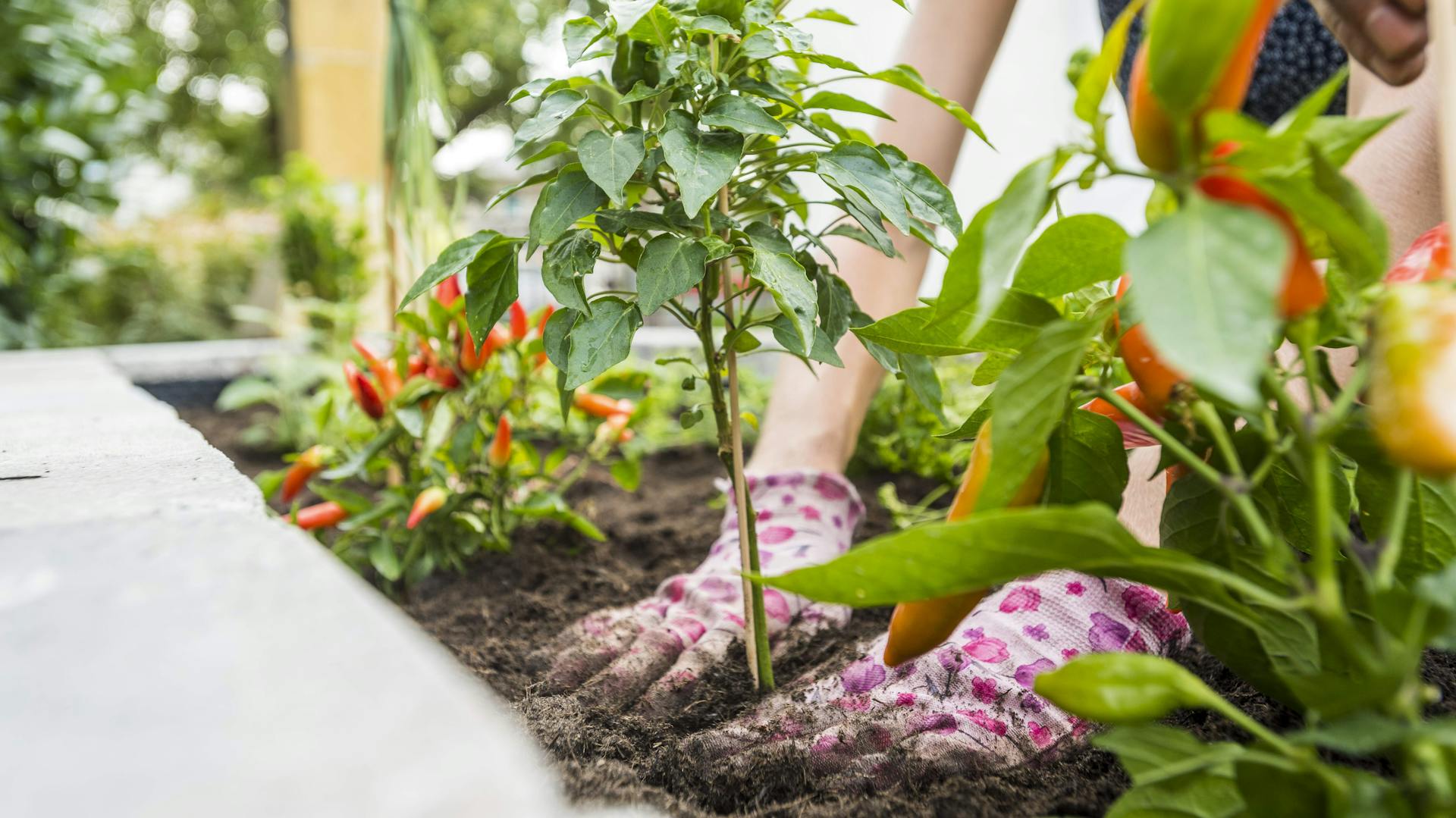 Frau mit Gartenhandschuhen pflanzt Gemüse an.