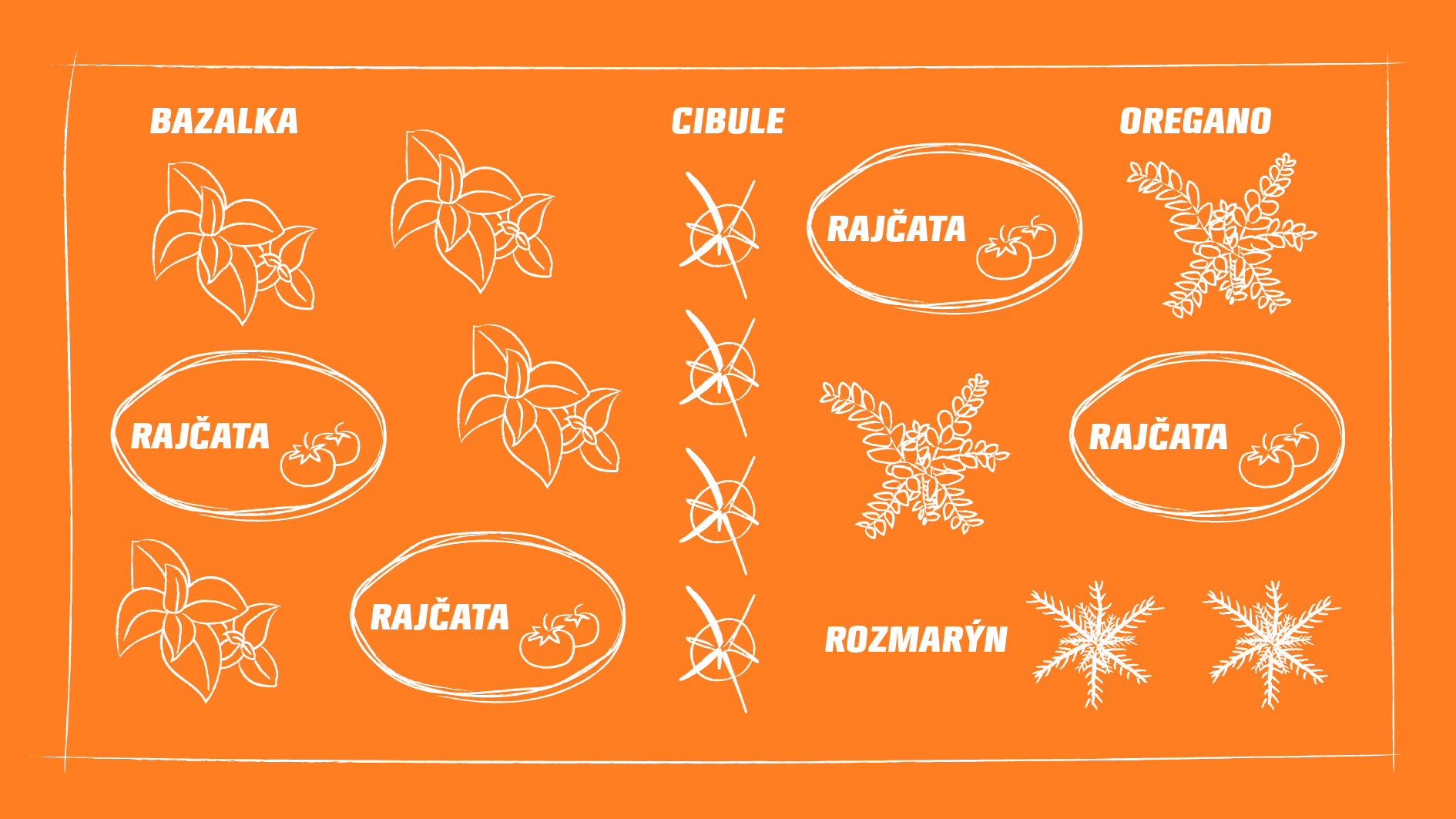 Přehledné grafické znázornění společné výsadby bazalky, rozmarýnu, rajčat, oregana a cibule