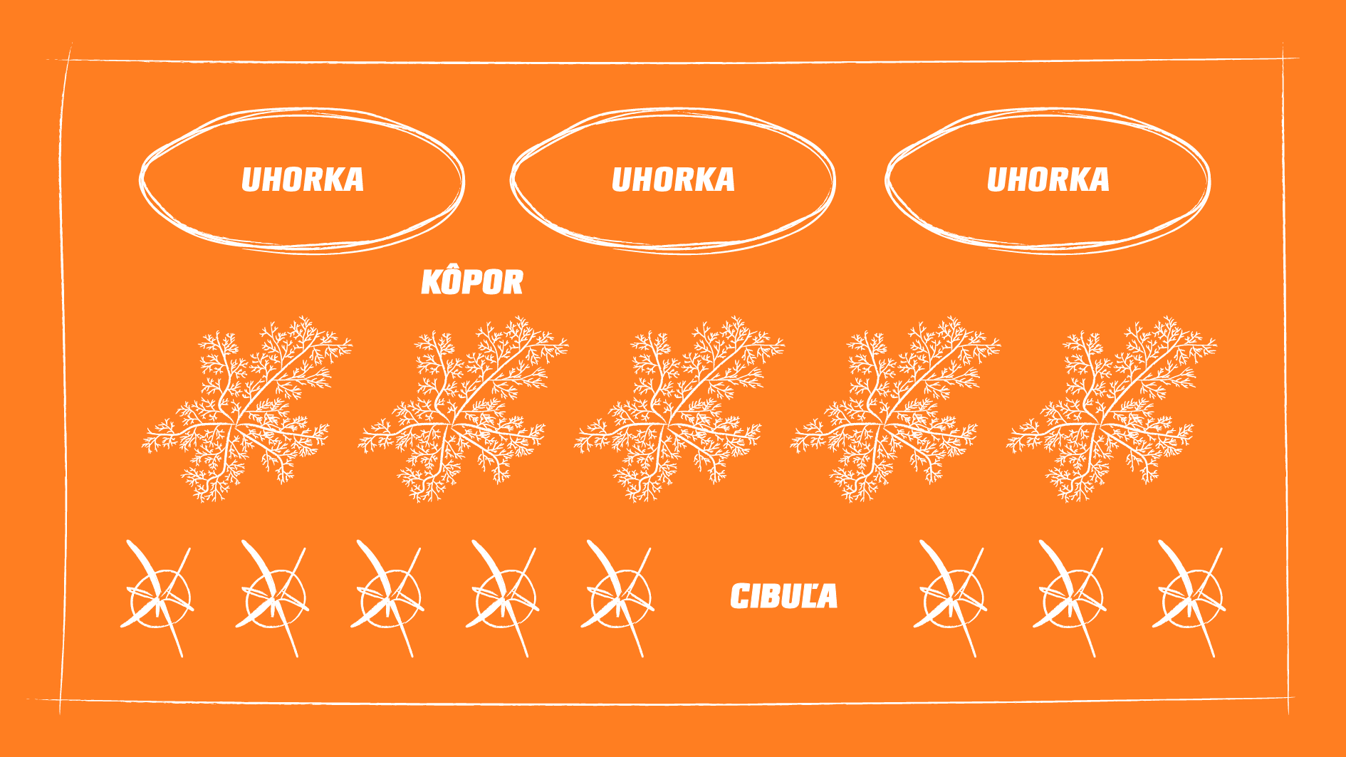 Prehľadná schéma spoločného pestovania uhoriek, kôpru a cibule