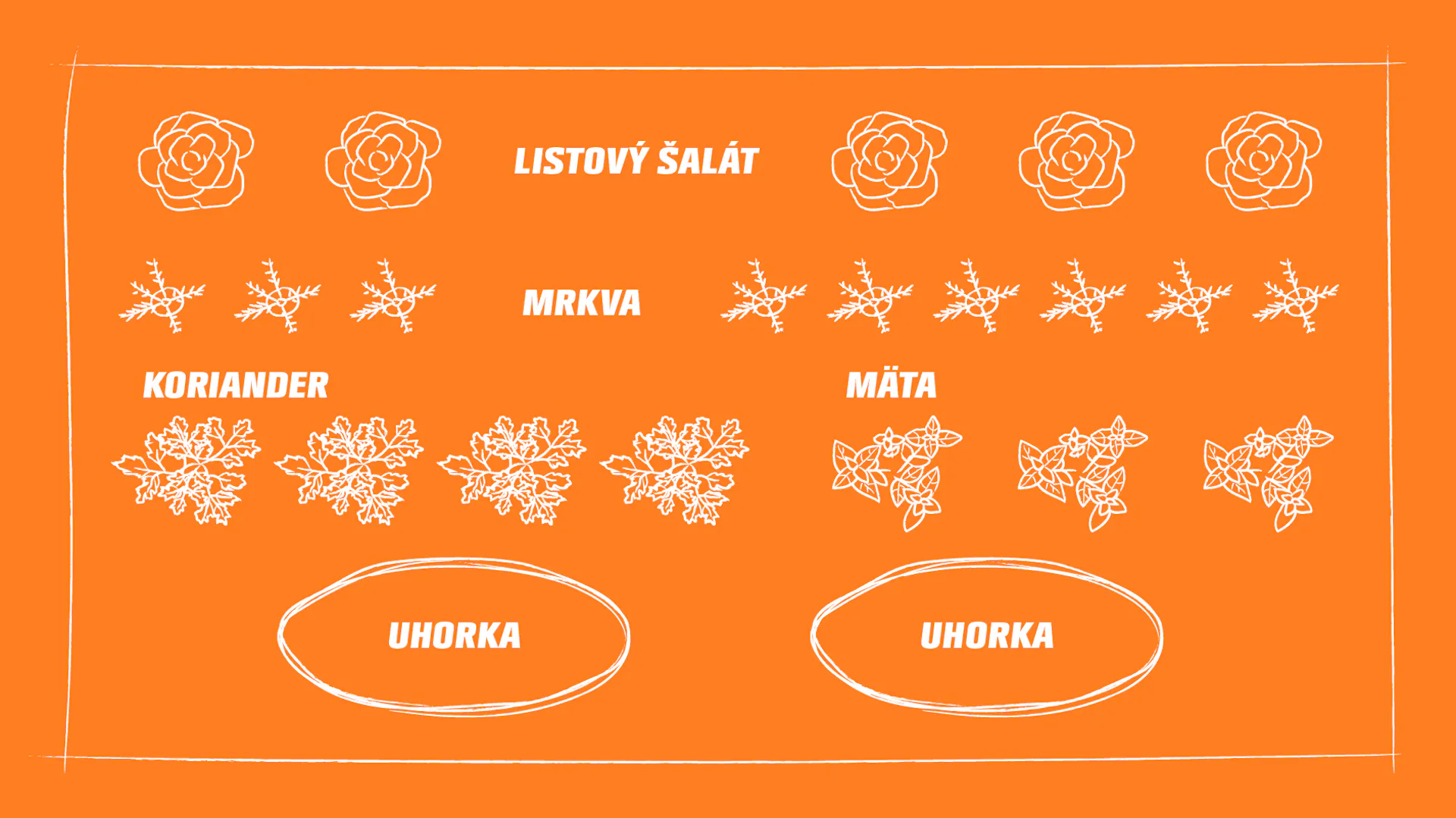 Prehľadná schéma spoločného sadenia šalátu, mrkvy, uhoriek, mäty a koriandra