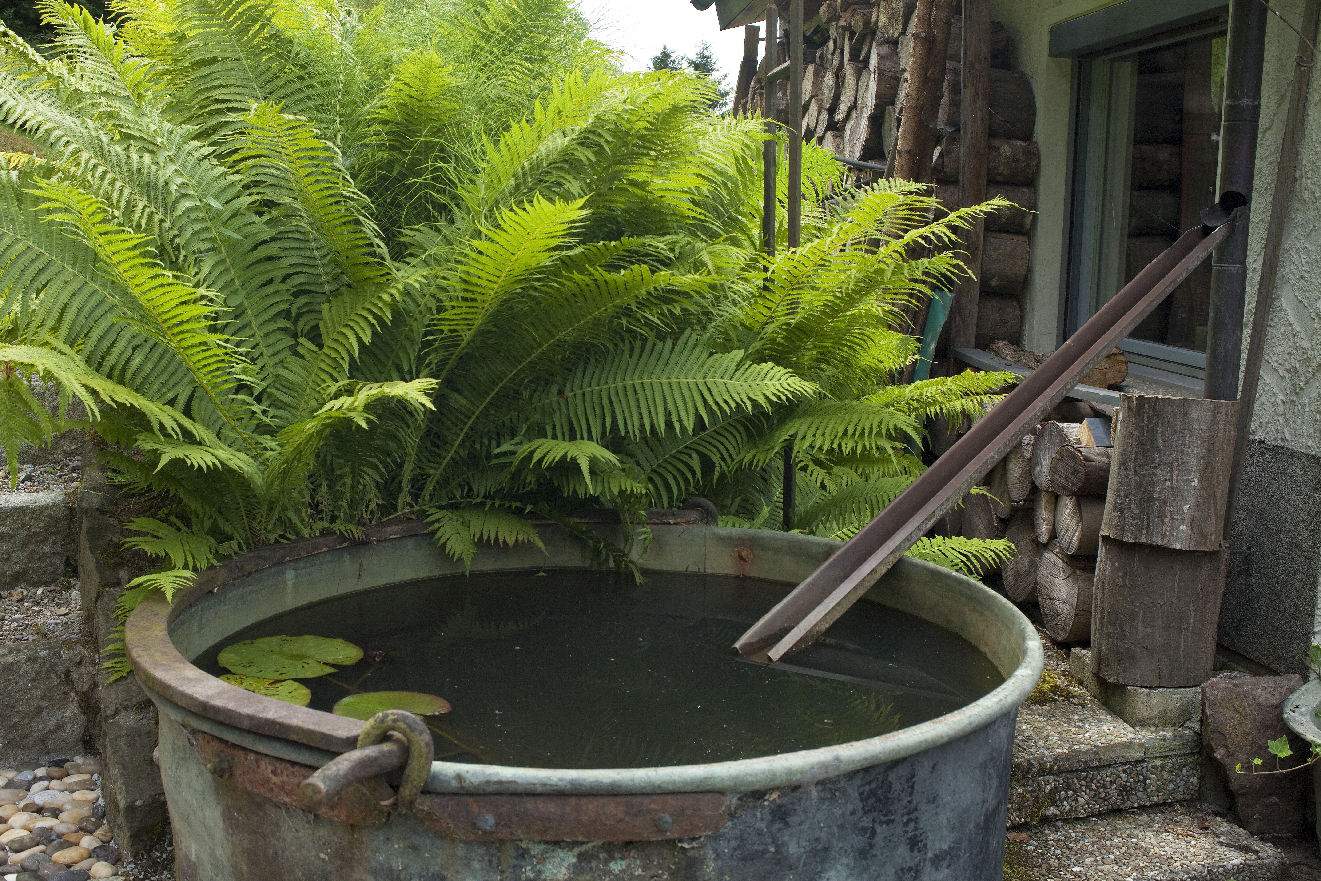 Pflanzen für das Badezimmer Ideen und Tipps OBI