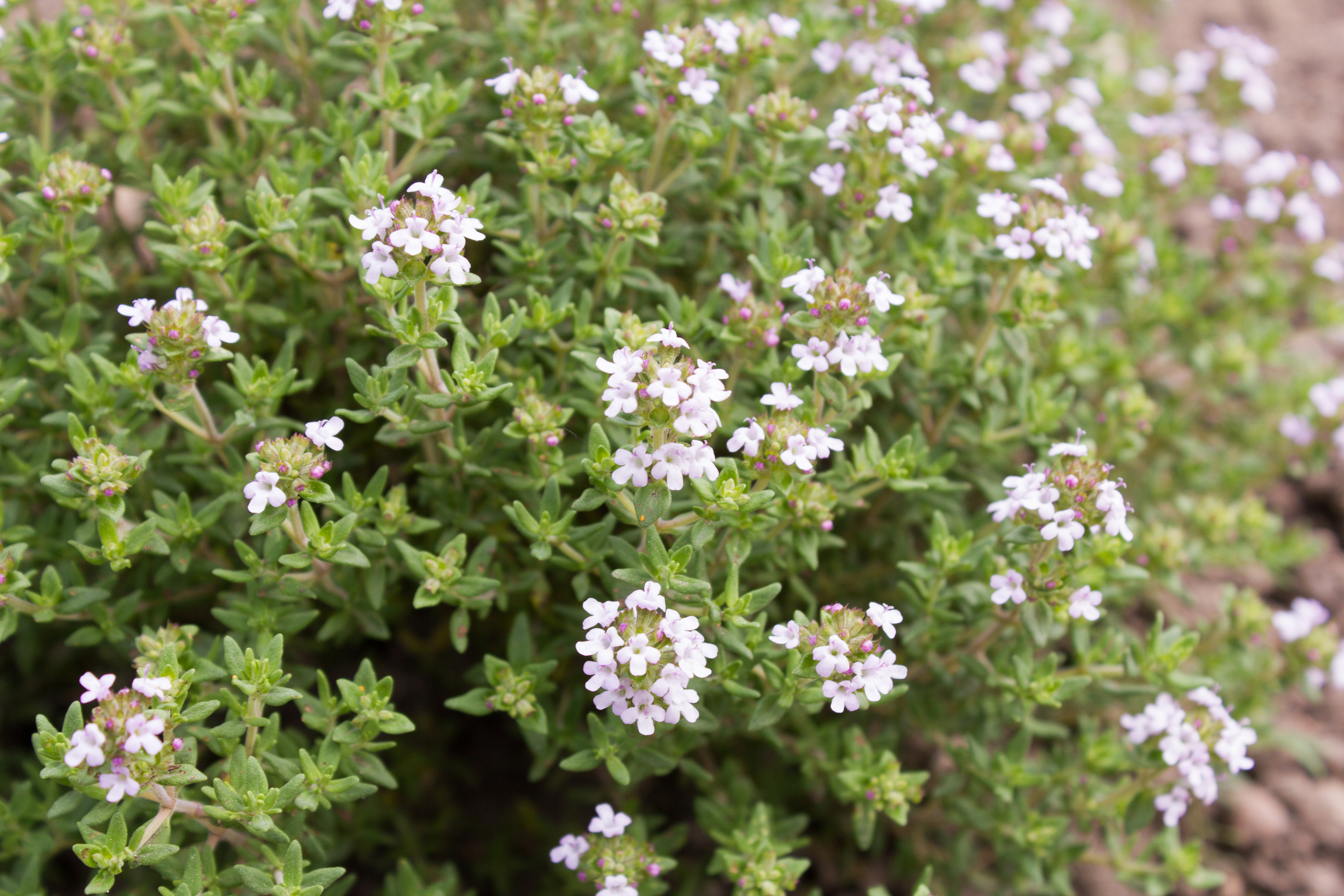 Thymian als Grabbepflanzung