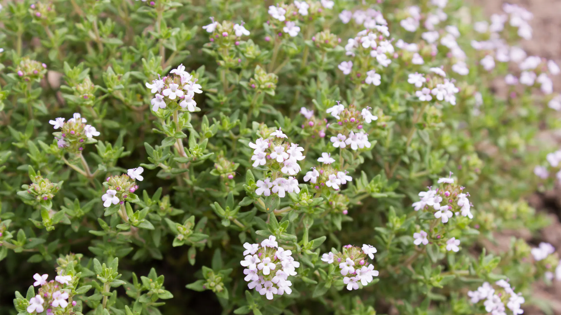 Thymian als Grabbepflanzung