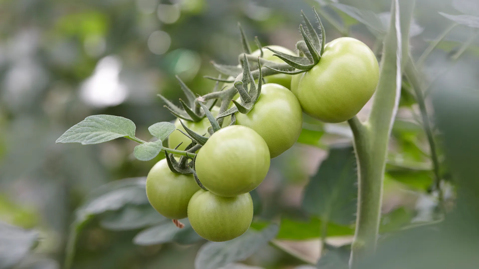 Unreife, grüne Tomaten.