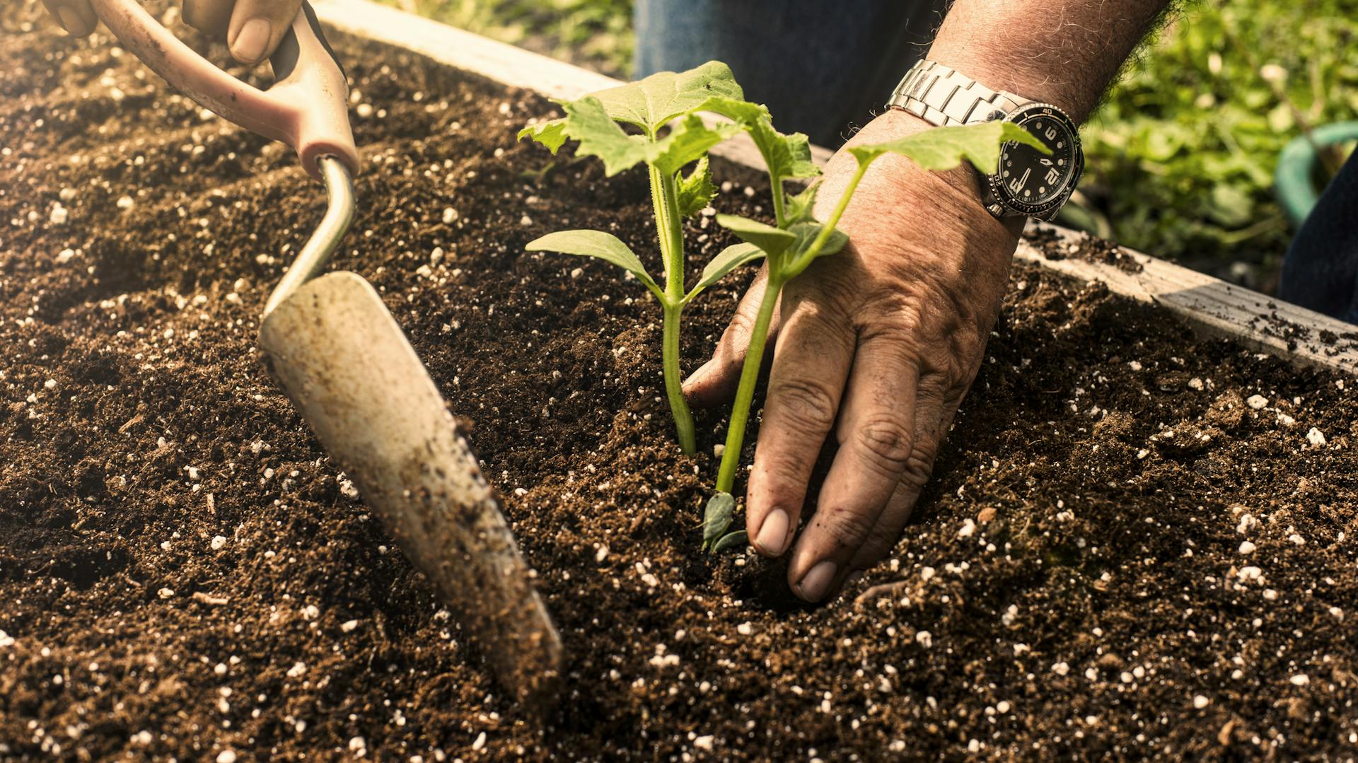 Ein Mann pflanzt eine junge Gurkenpflanze im Beet ein.