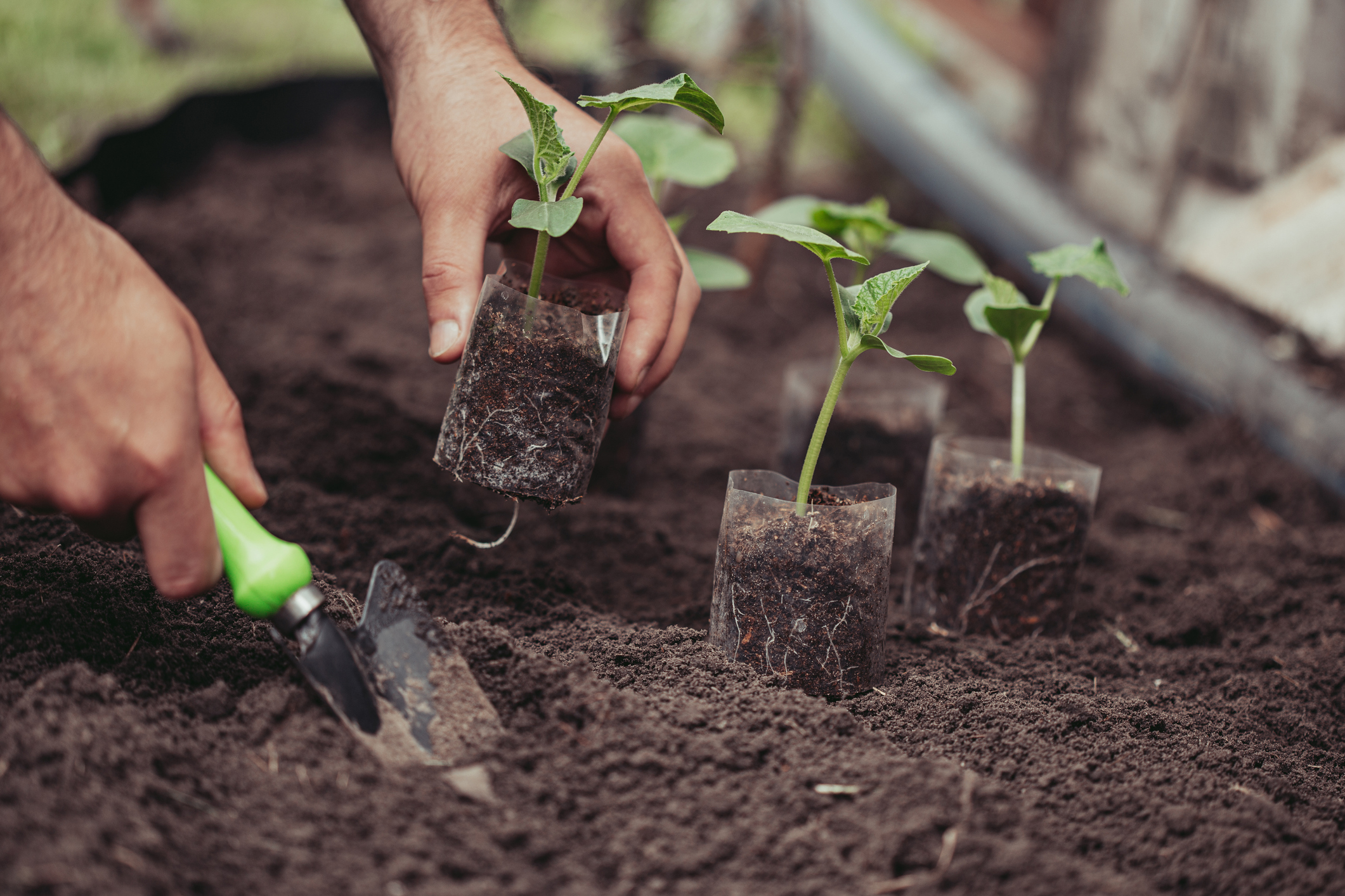 Eine Person setzt die jungen Gurkenpflanzen mithilfe einer Gartenschaufel ins Beet