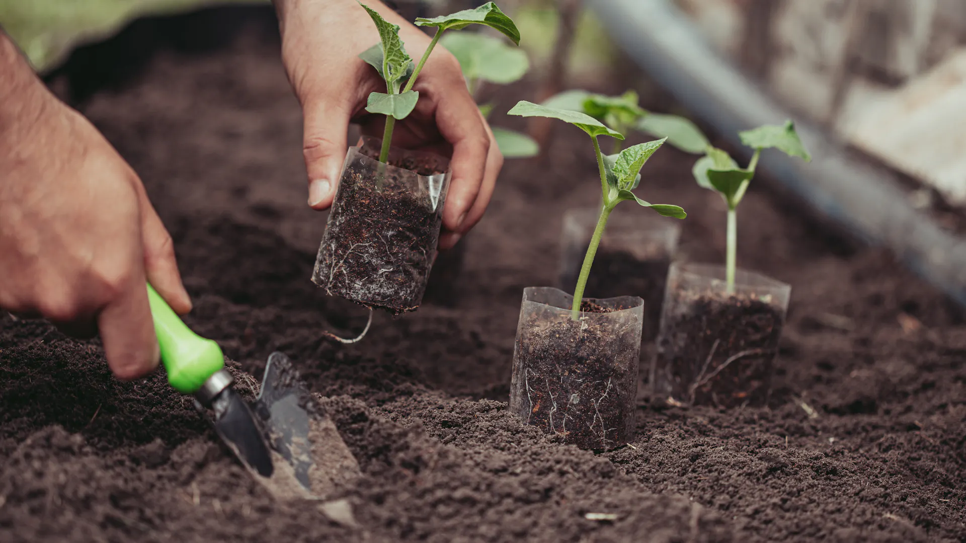 Eine Person setzt die jungen Gurkenpflanzen mithilfe einer Gartenschaufel ins Beet