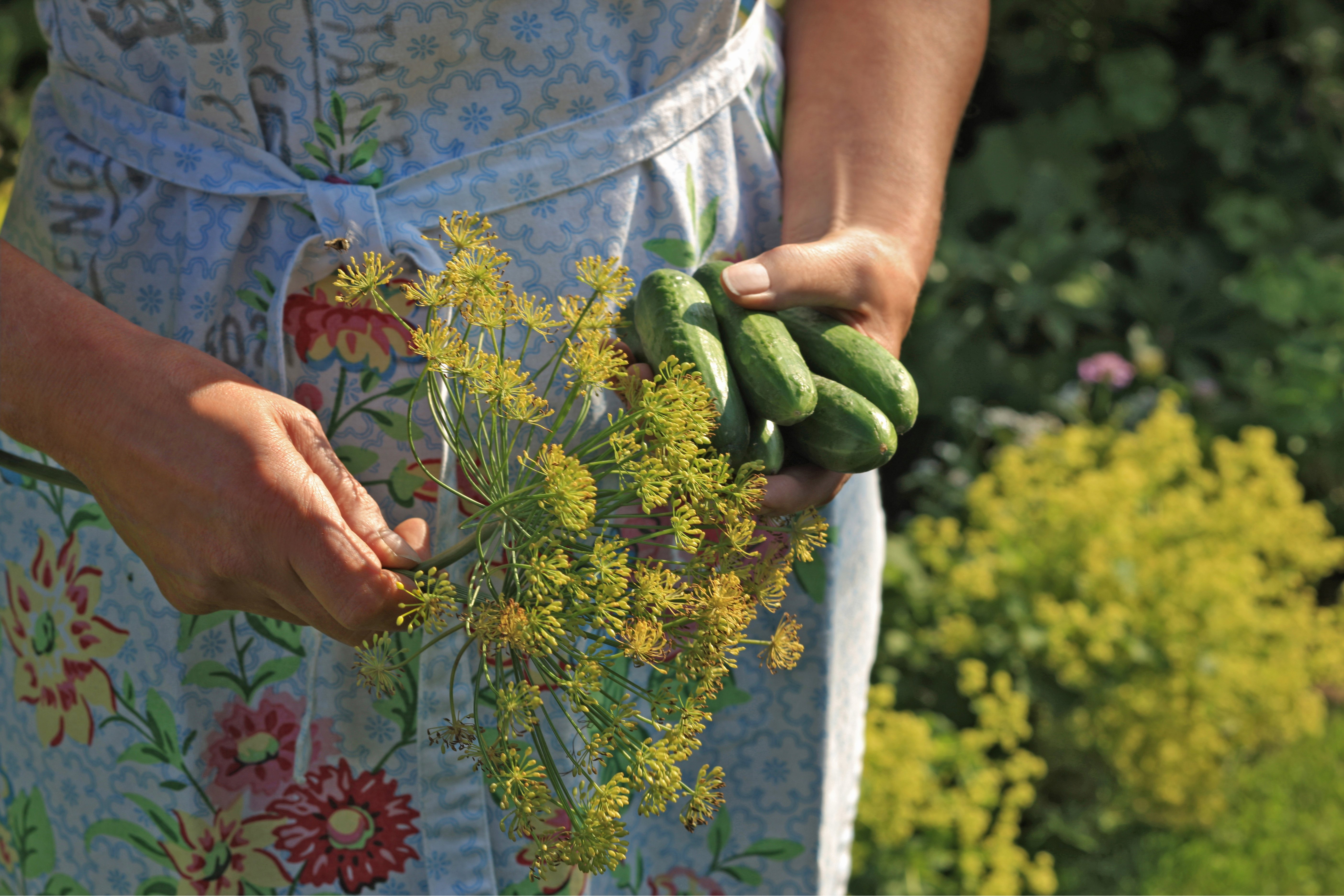 Dill und Gurken ernten