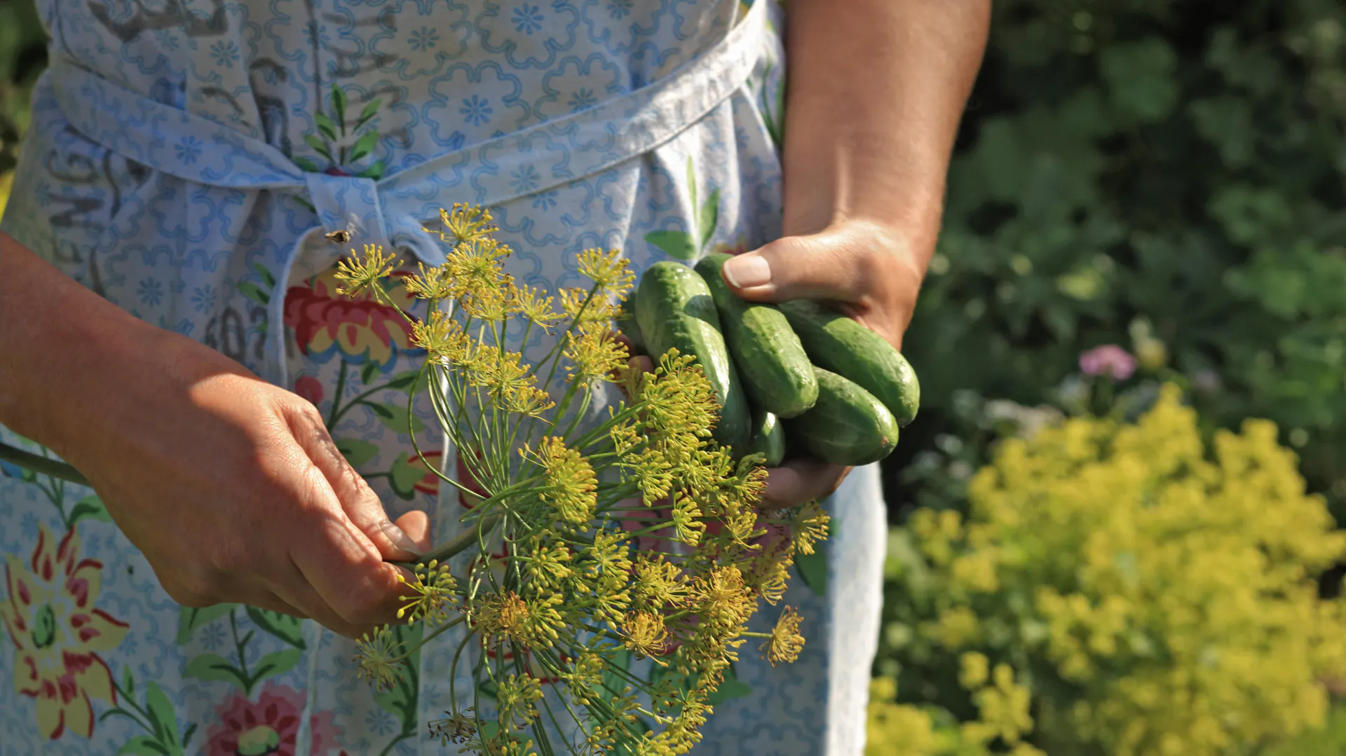 Dill und Gurken ernten