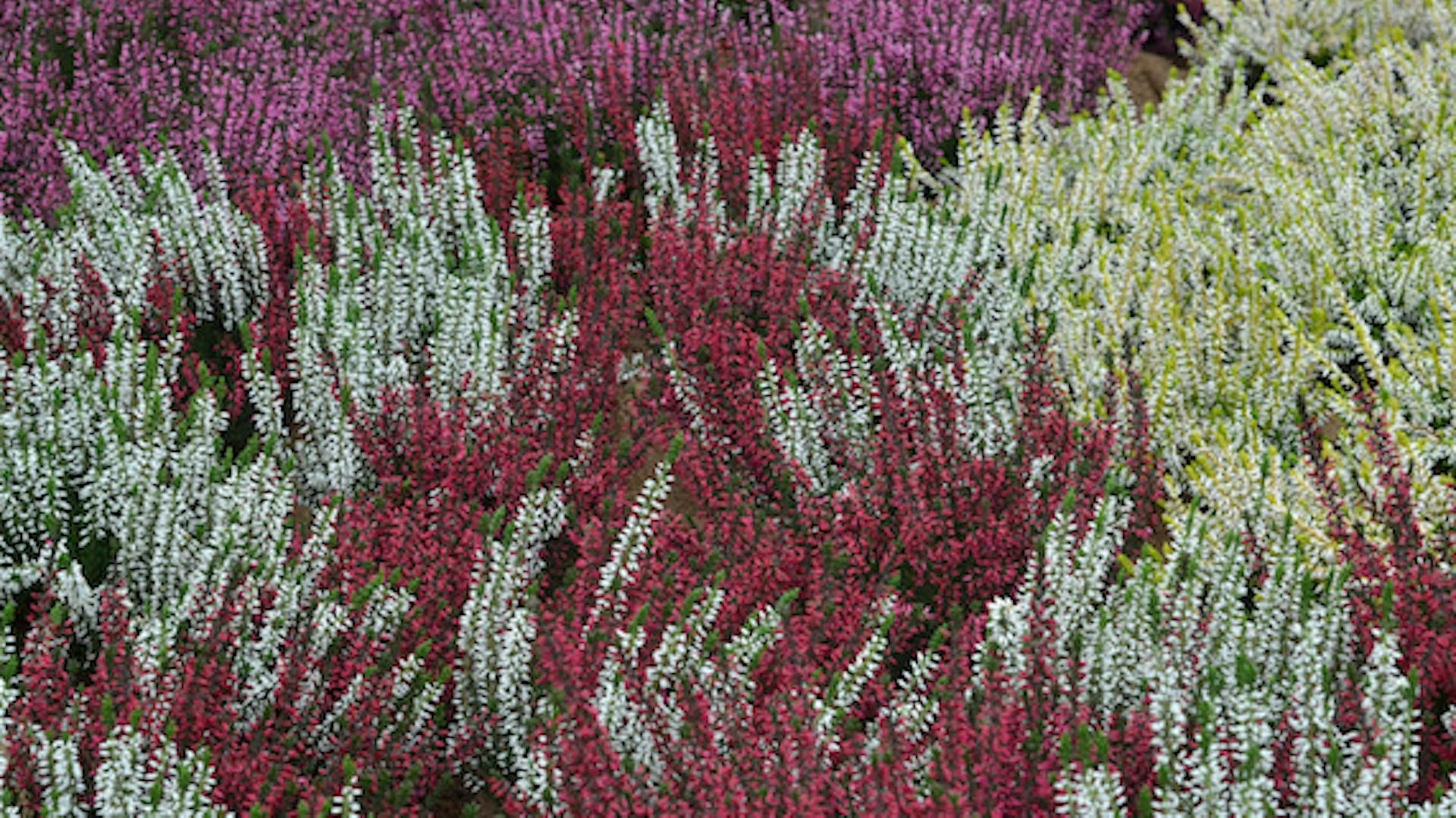 Színes hangaszőnyeg