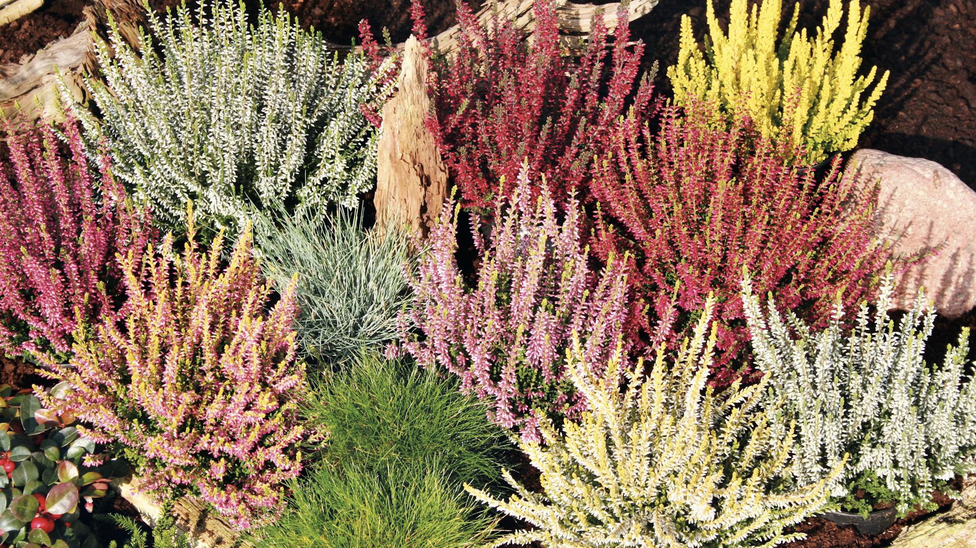 Beet mit verschiedenen Heidekräutern