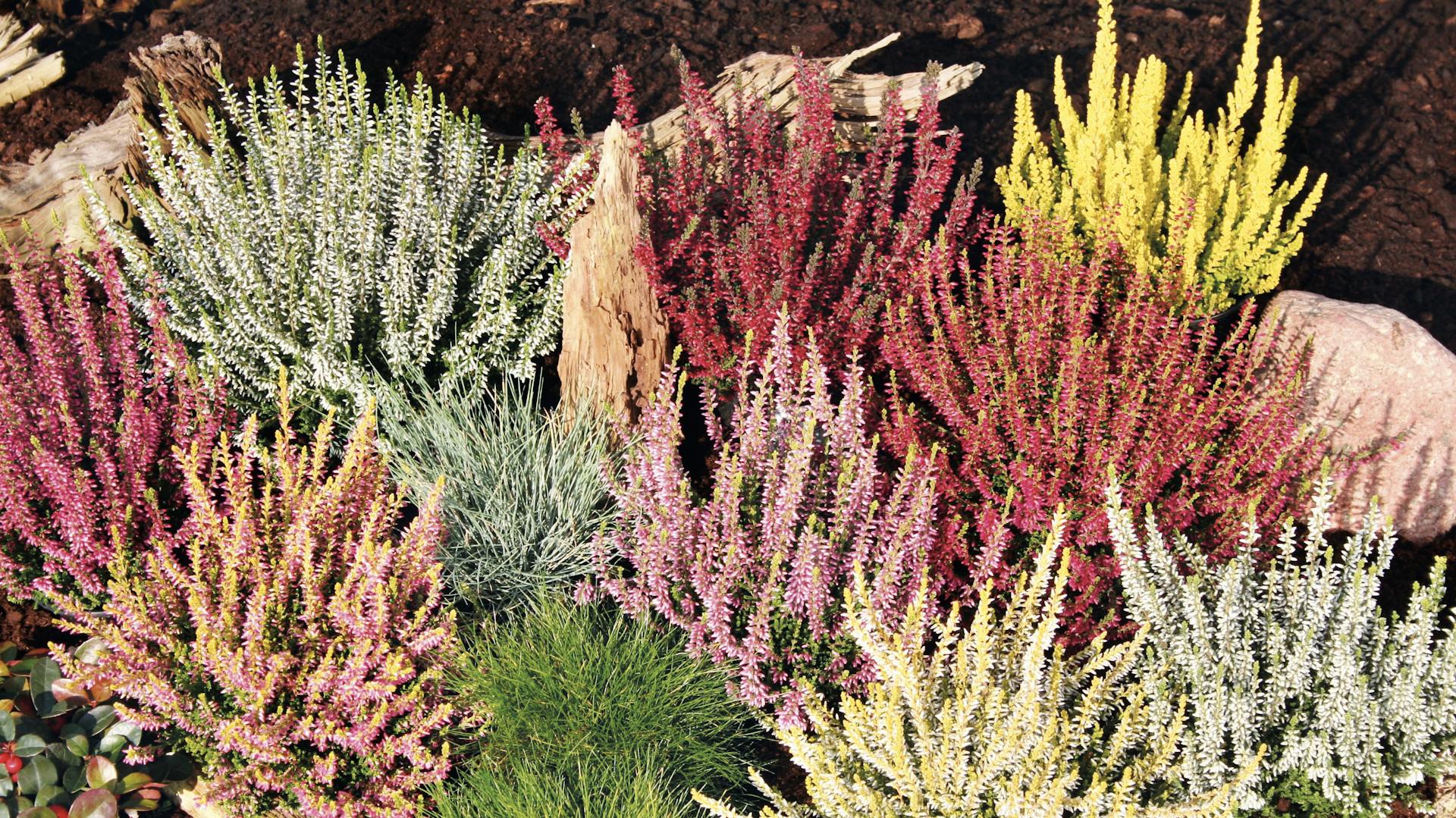 Beet mit buntem Heidegarten