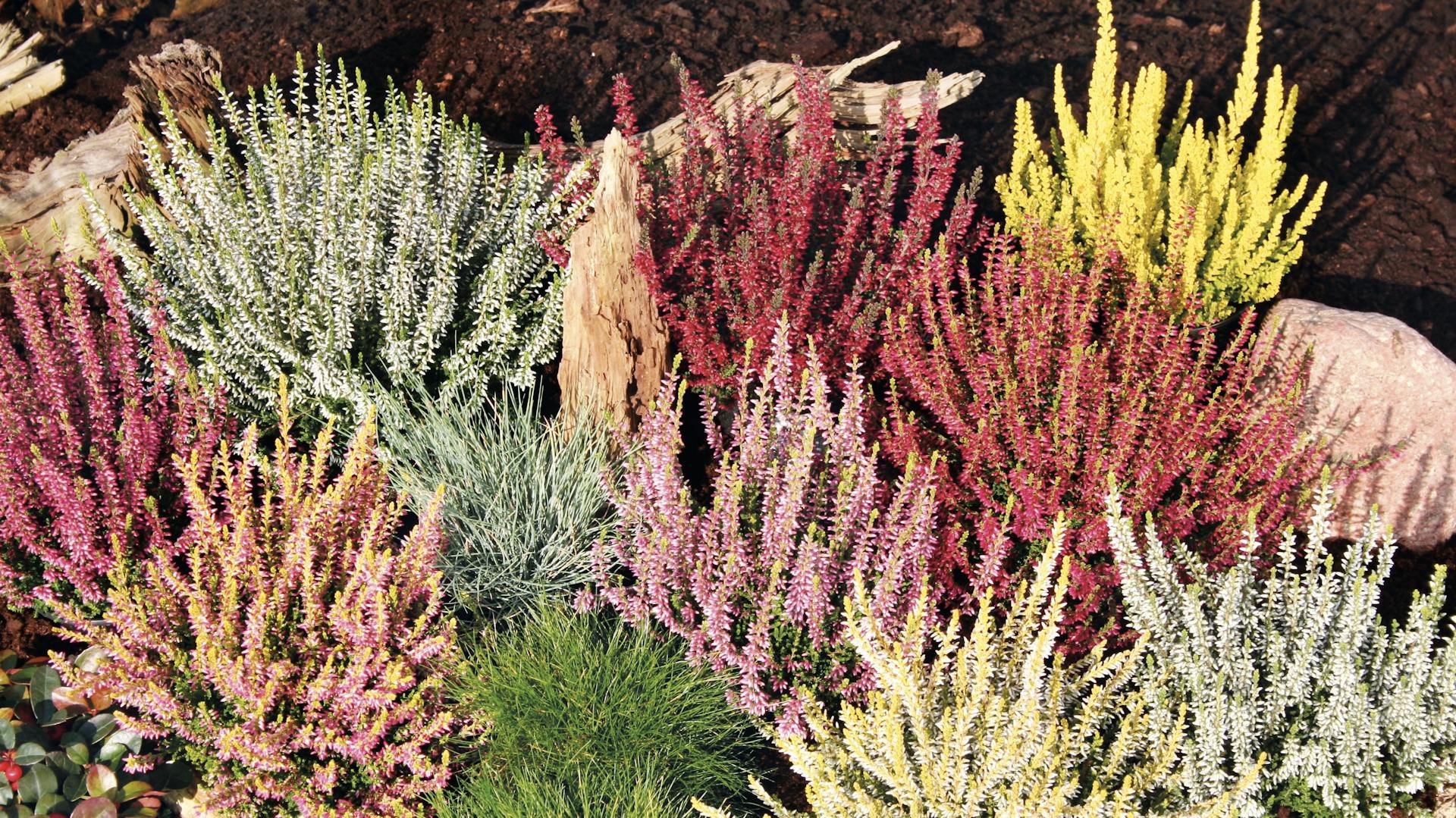 Bunt blühende Heidesträucher im Garten