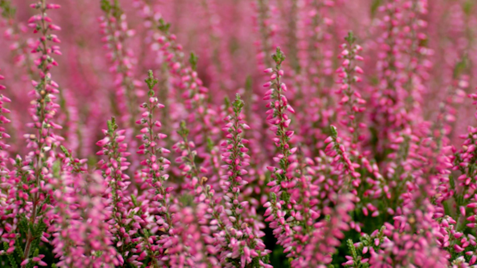 Nahaufnahme einiger Stängel Besenheide
