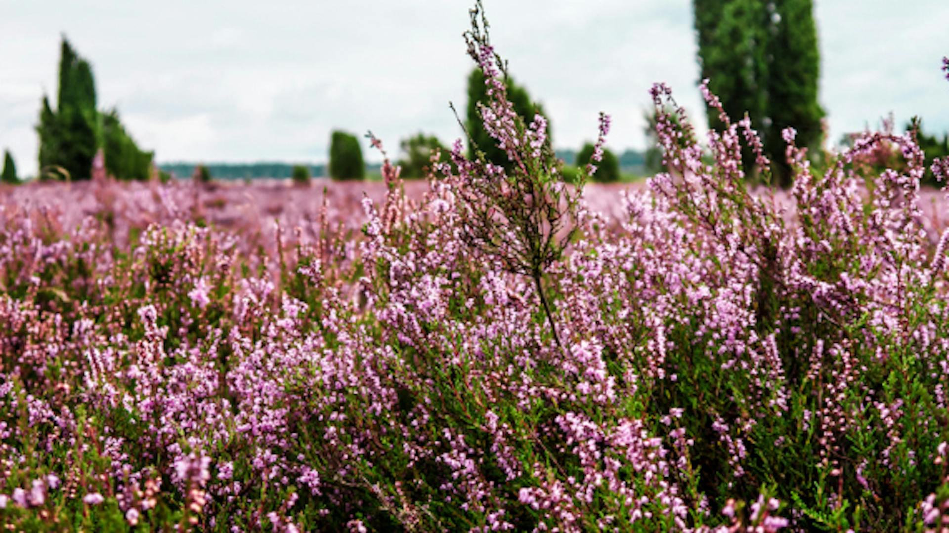 Rosa blühende Heide im Garten