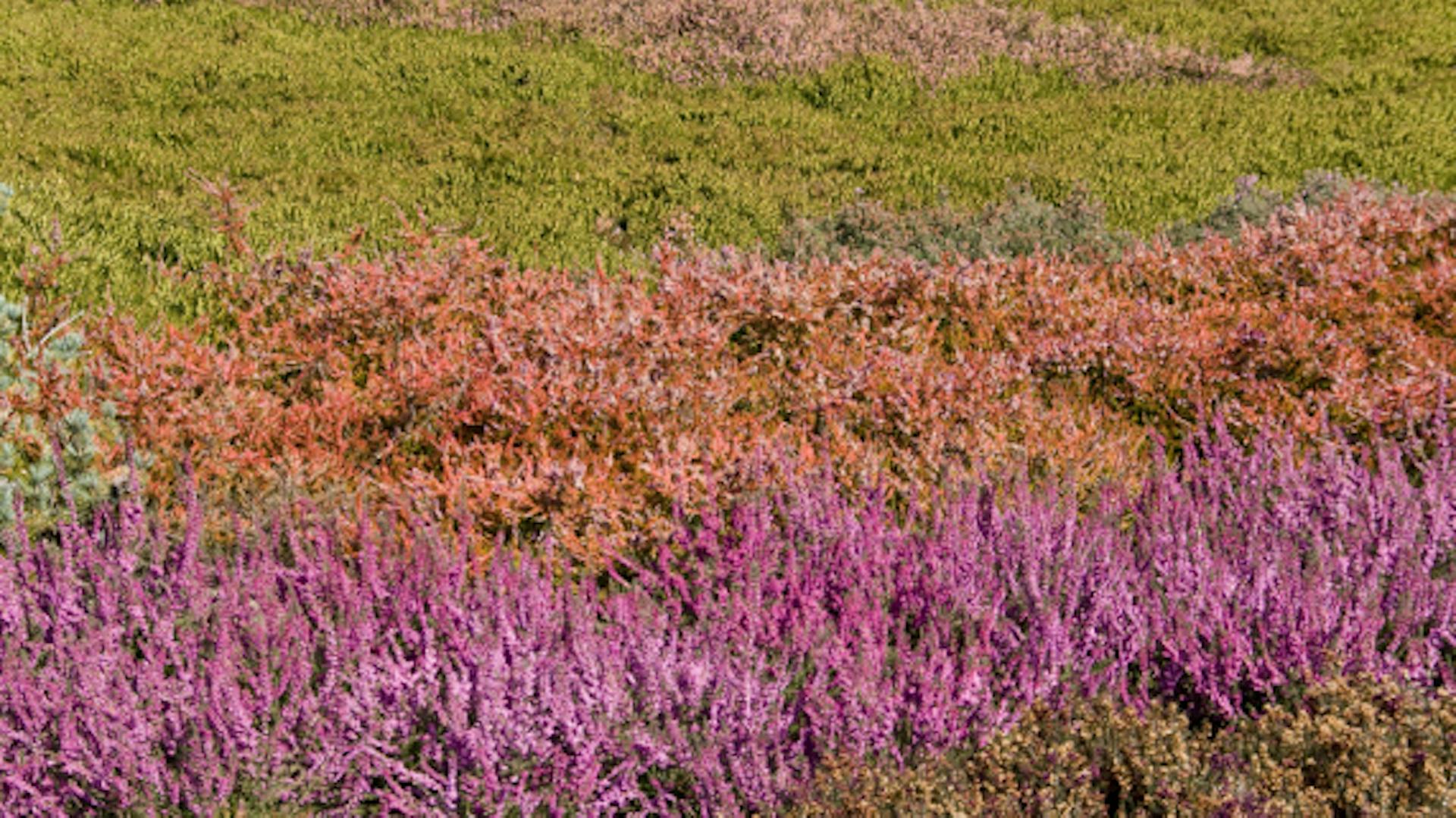 Rét különböző hangafajtákkal