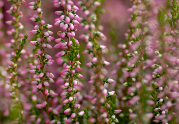 Közelkép a Calluna vulgaris virágzatáról