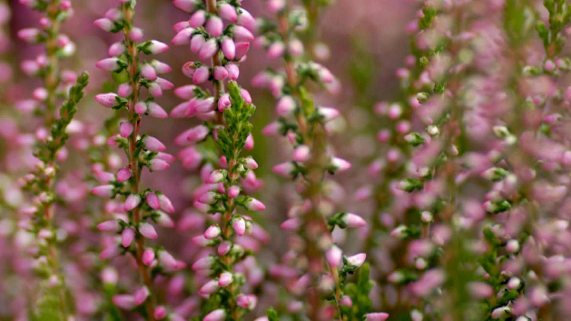 Detailaufnahme eines Blütenstandes von Calluna vulgaris