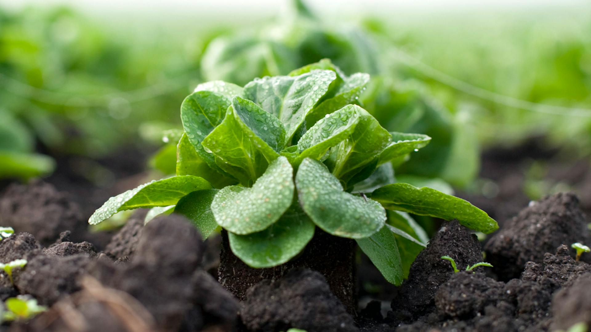 Valerianella nel terreno