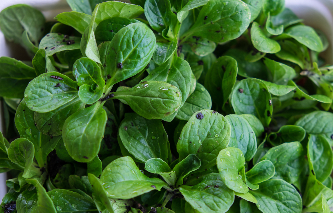 Valerianella raccolta in una ciotola
