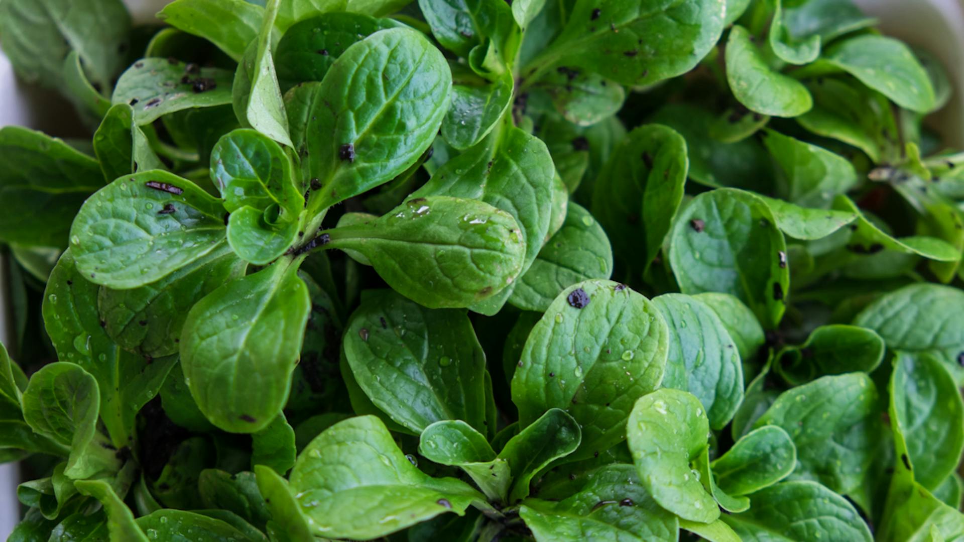 Valerianella raccolta in una ciotola