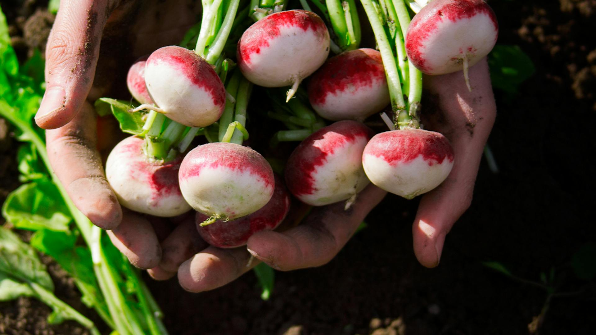 Mani con ravanelli raccolti