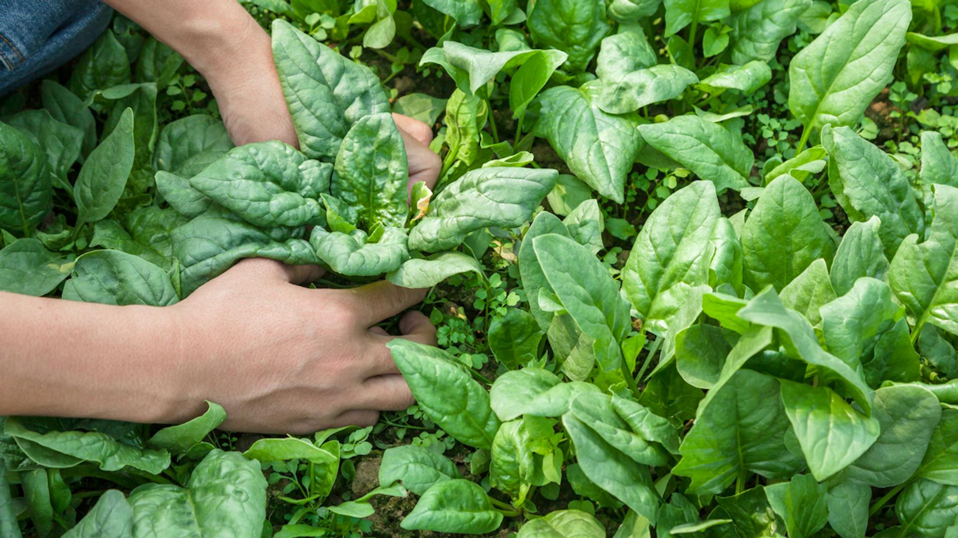 Appassionata del fai da te raccoglie gli spinaci dall’orto.