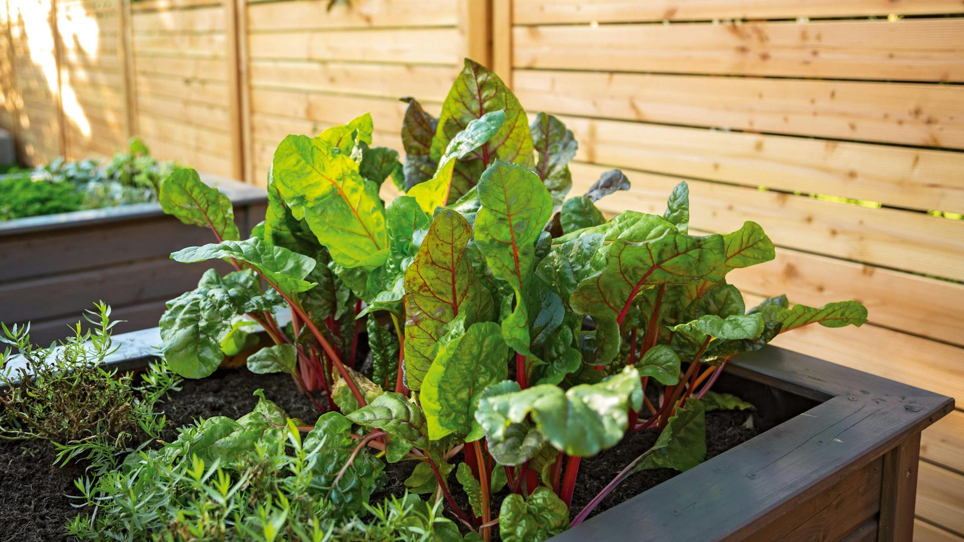 Mangold in einem Hochbeet