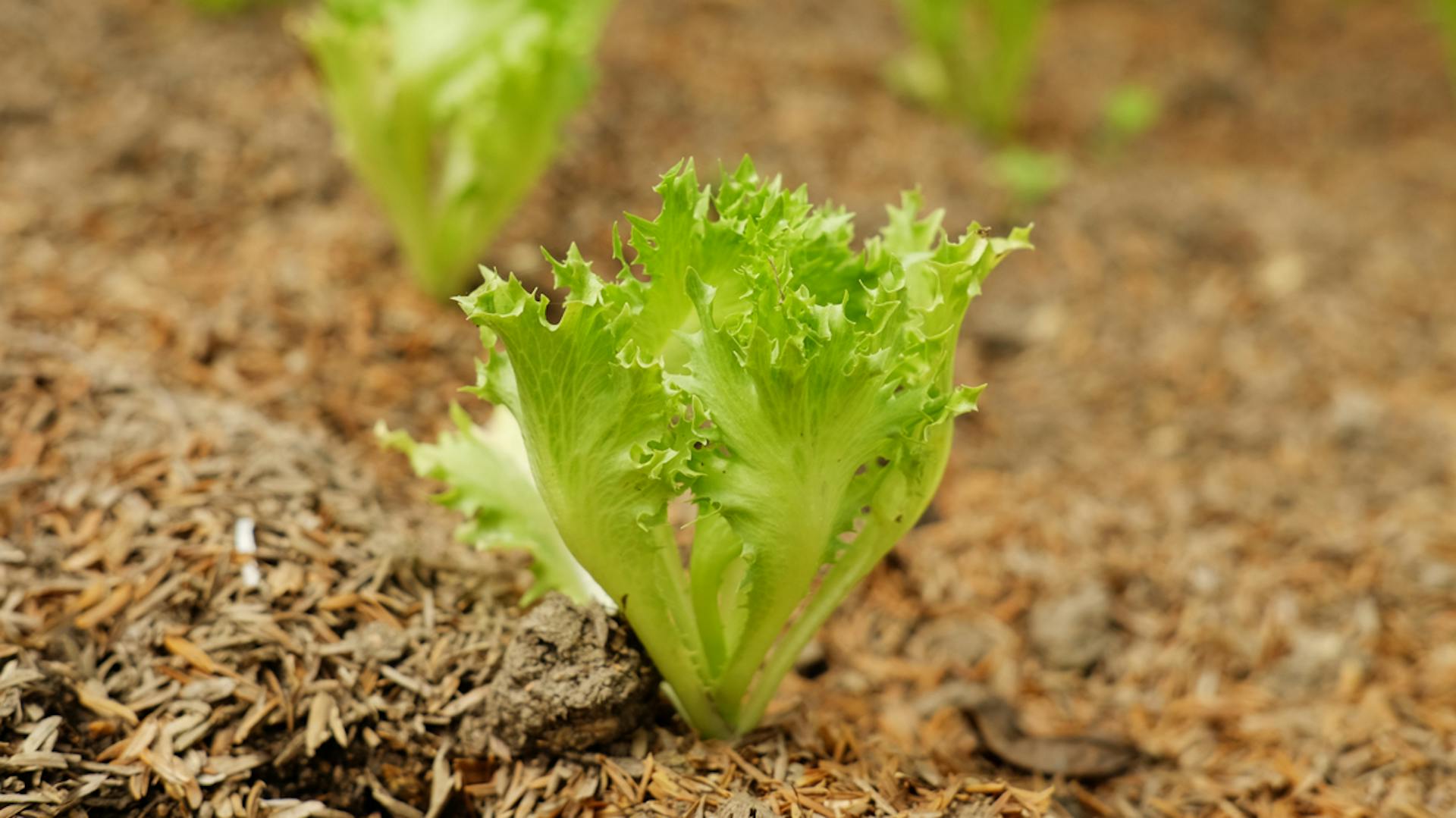 Piantina di lattuga da taglio nel terreno