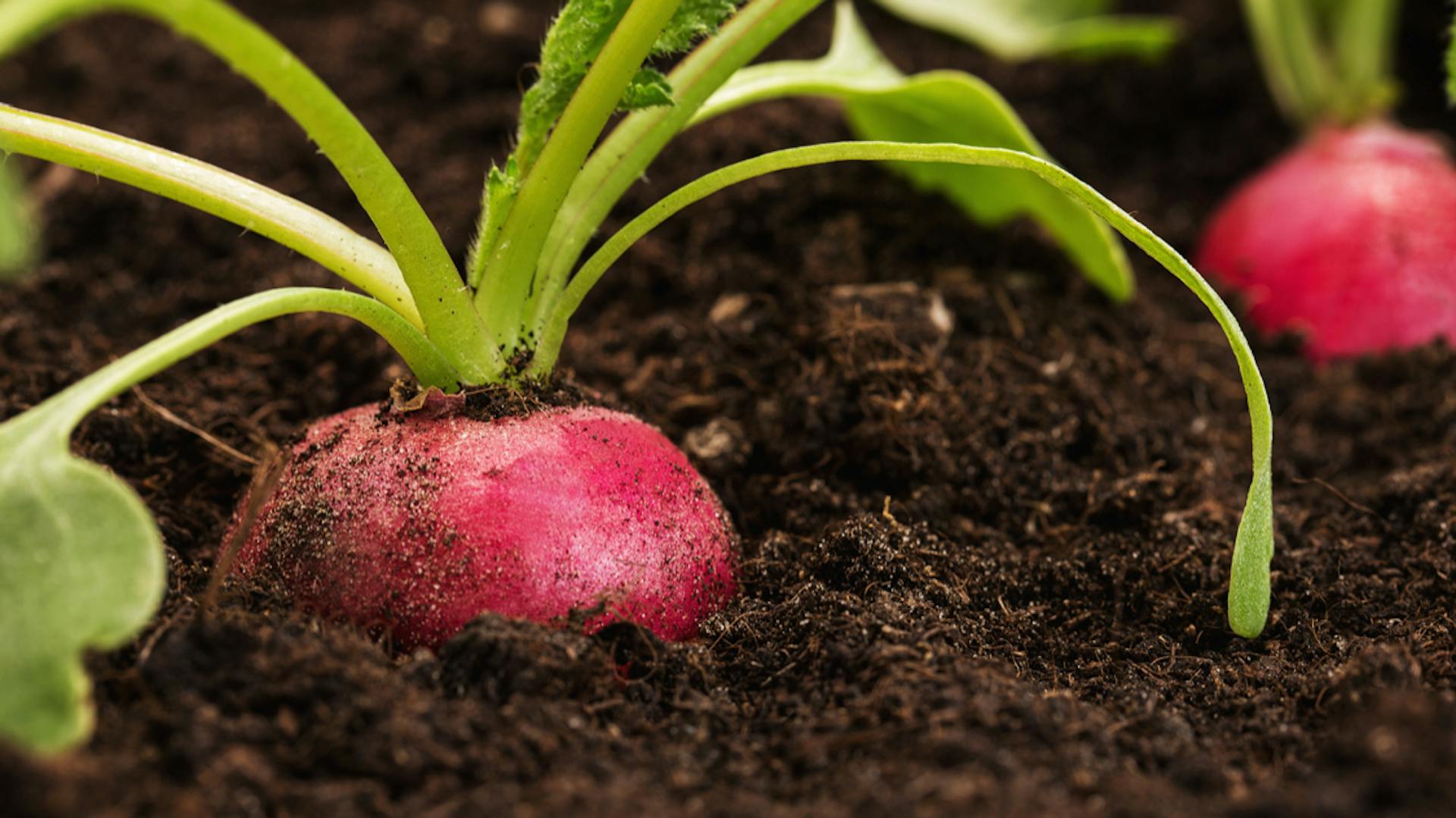 Ravanelli nel terreno