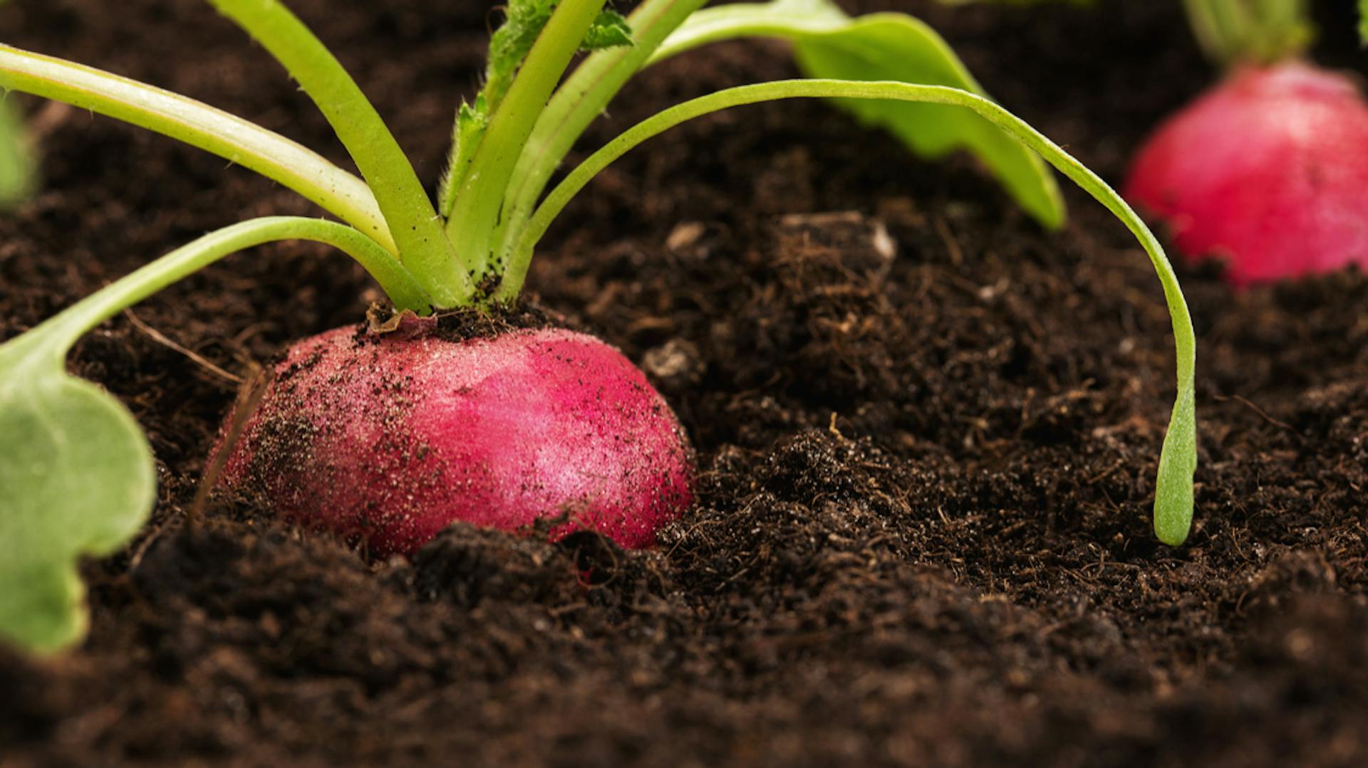 Radieschen als Pflänzchen in Erde