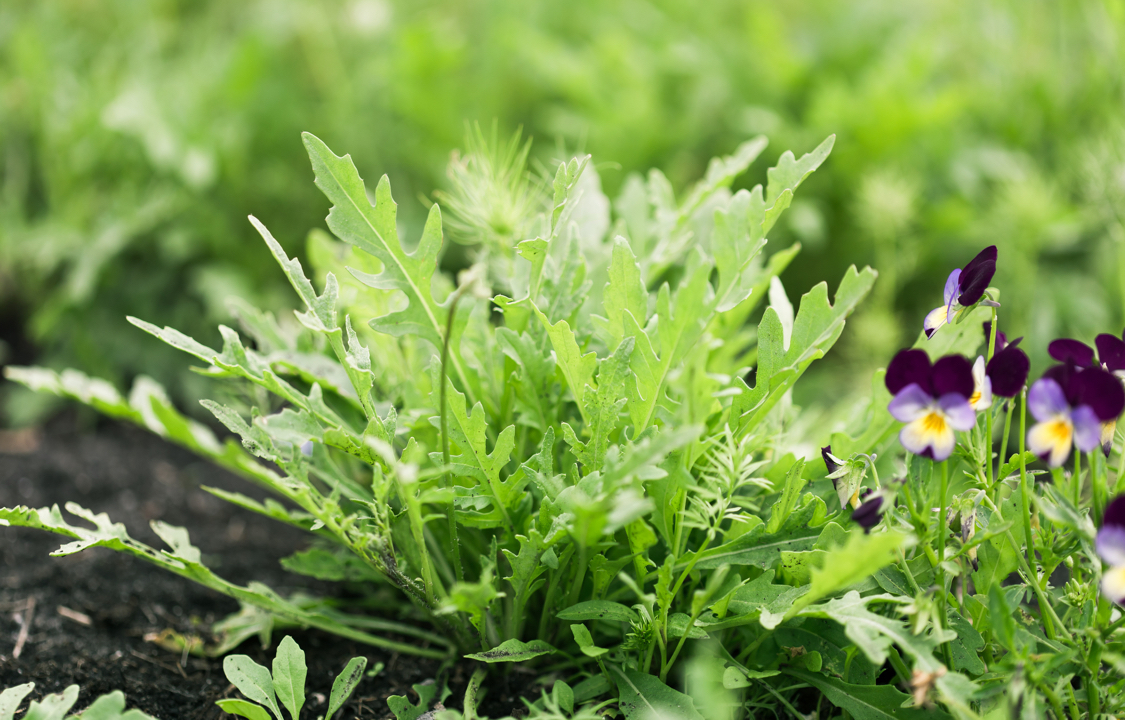 Gemüse im Herbst pflanzen Tipps & Tricks OBI