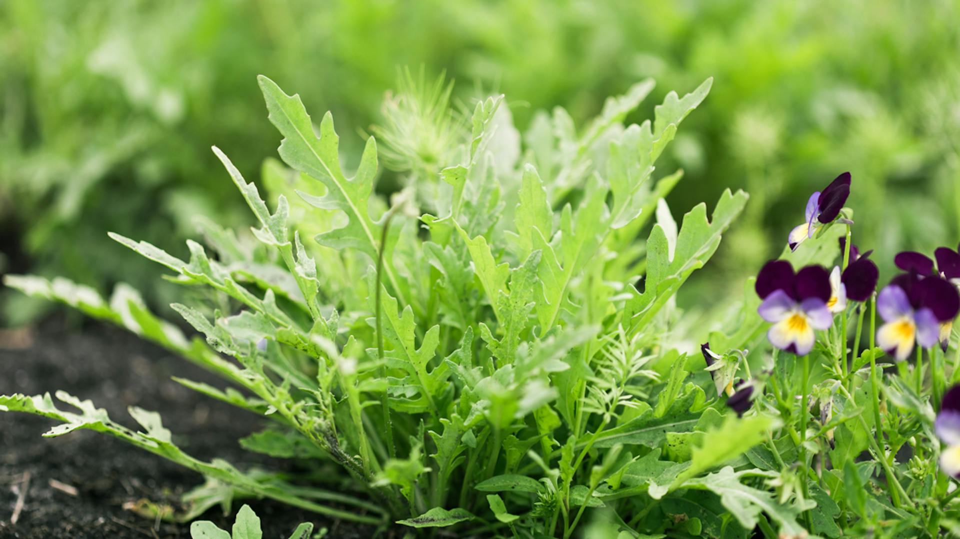 Rucola in un’aiuola