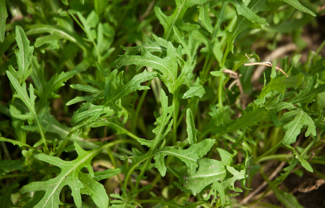 Gemüse im Herbst pflanzen Tipps & Tricks OBI