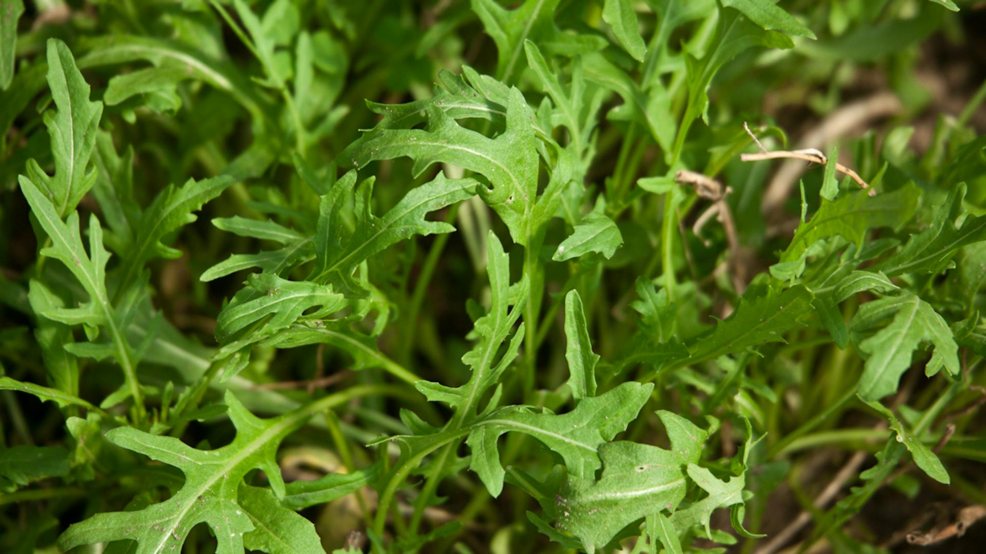 Primo piano di rucola nel terriccio