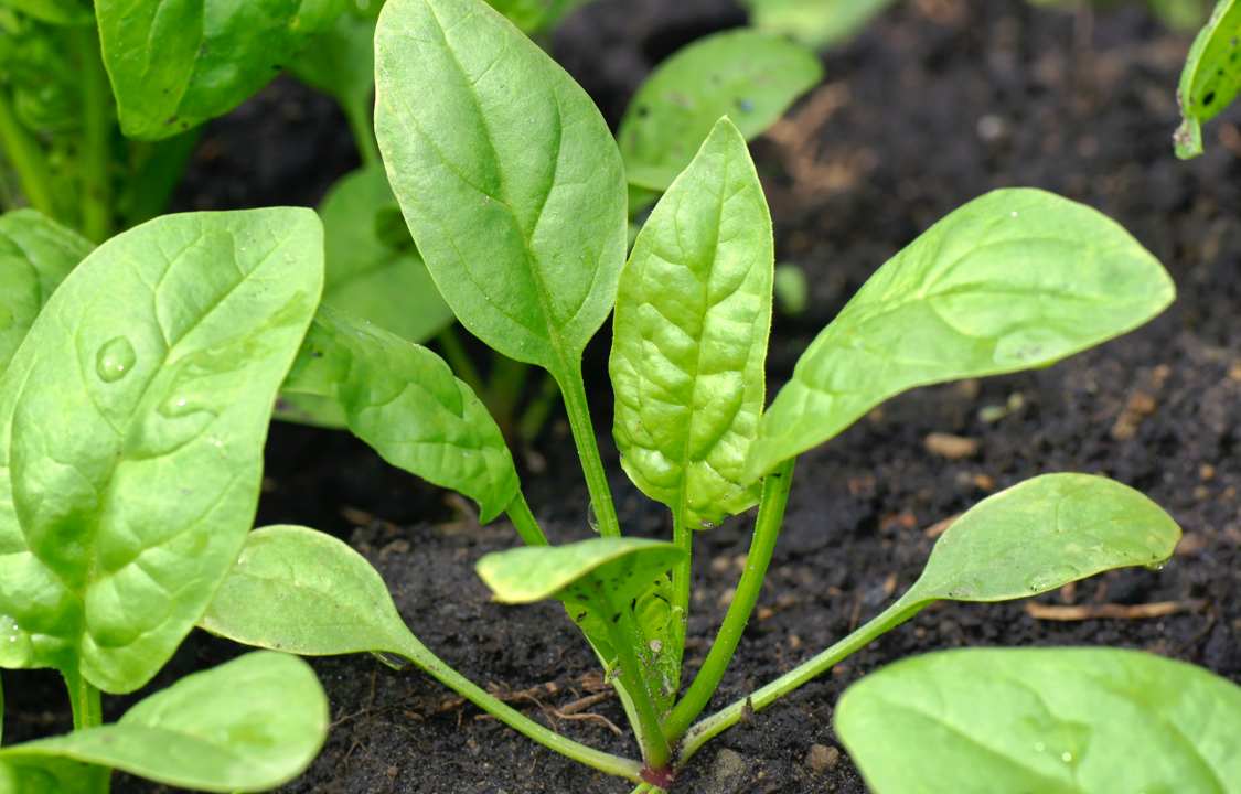Pianta di spinaci nel terreno