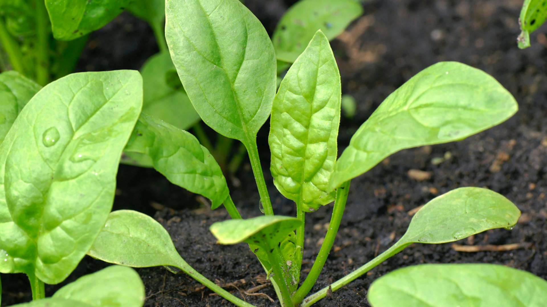 Pianta di spinaci nel terreno